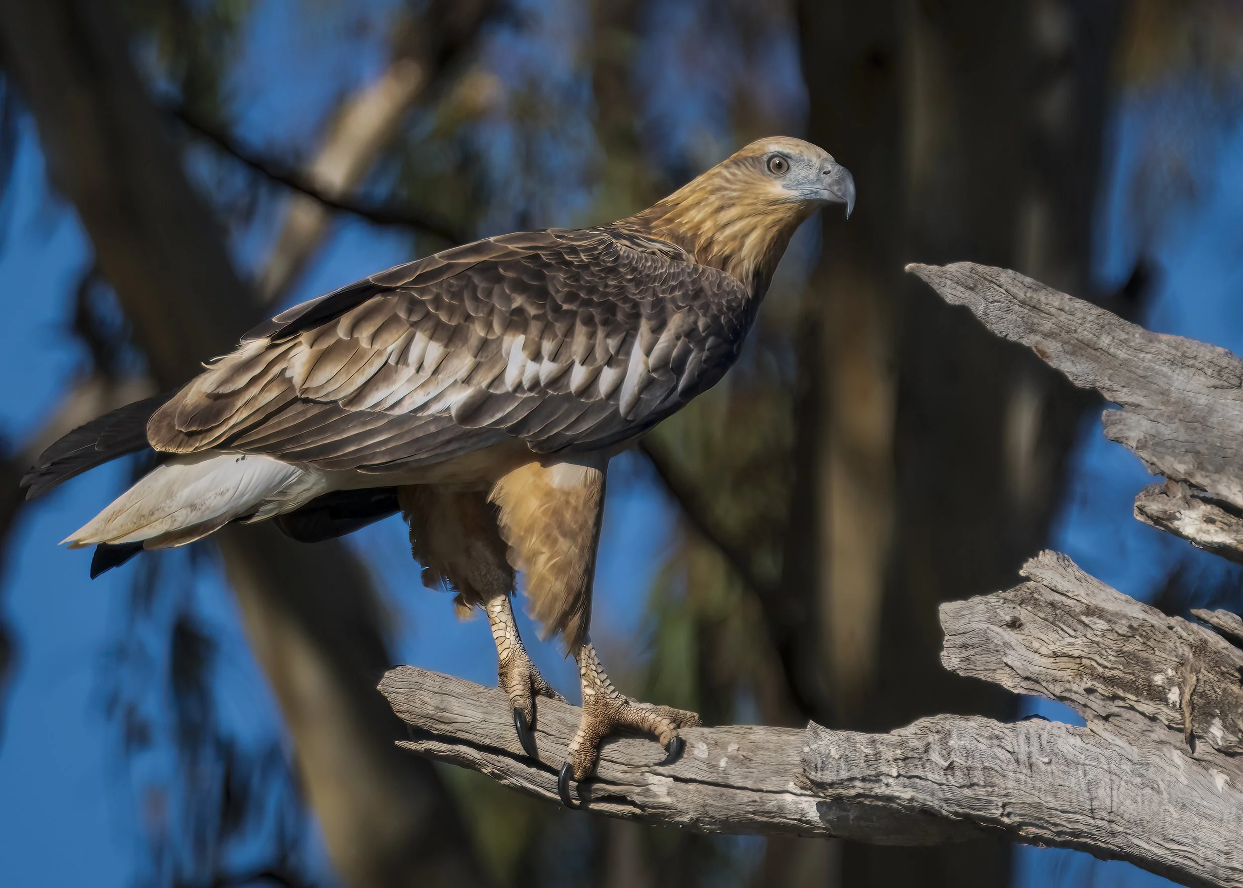 Immature White-bellied Sea Eagle
