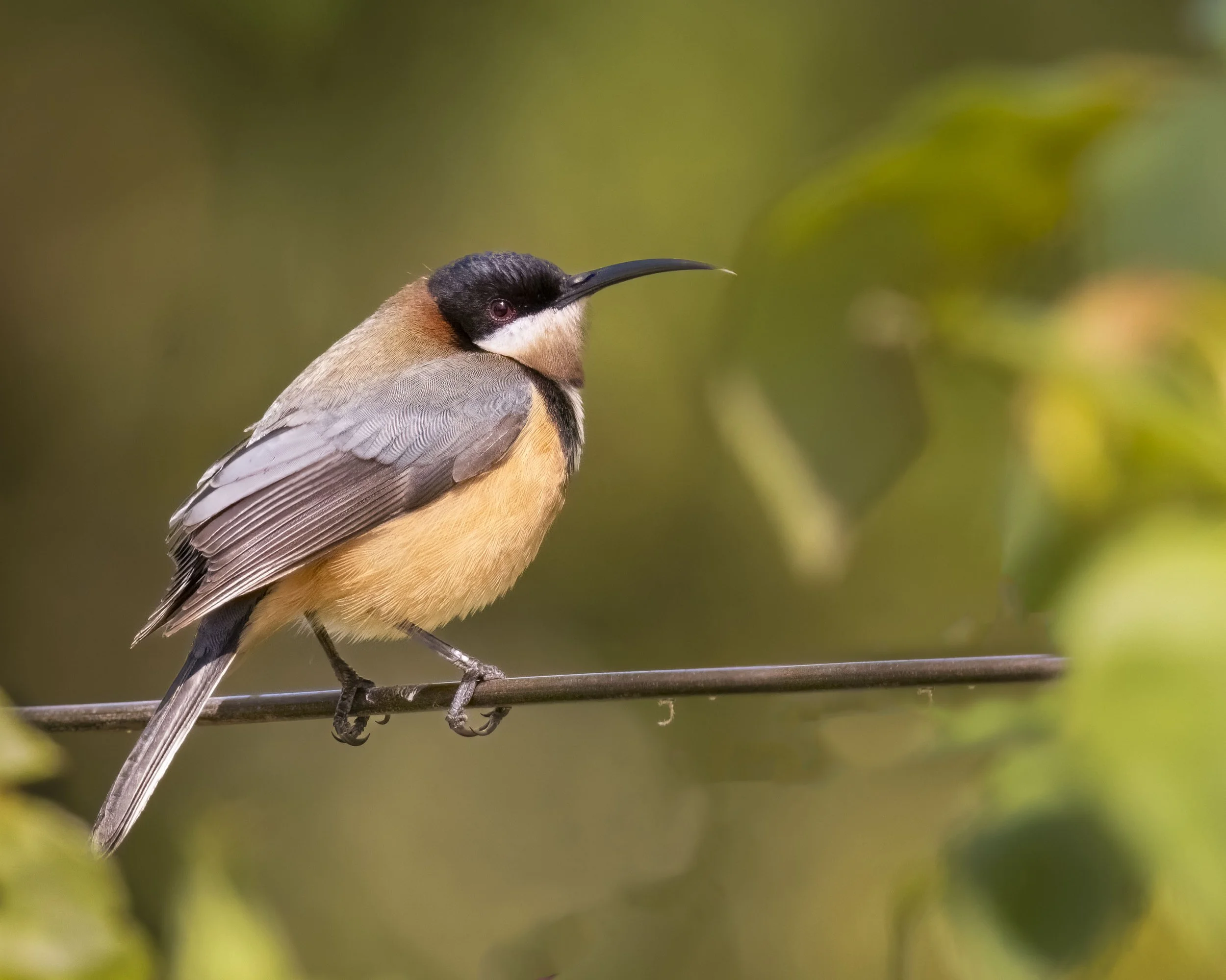 Eastern Spinebill
