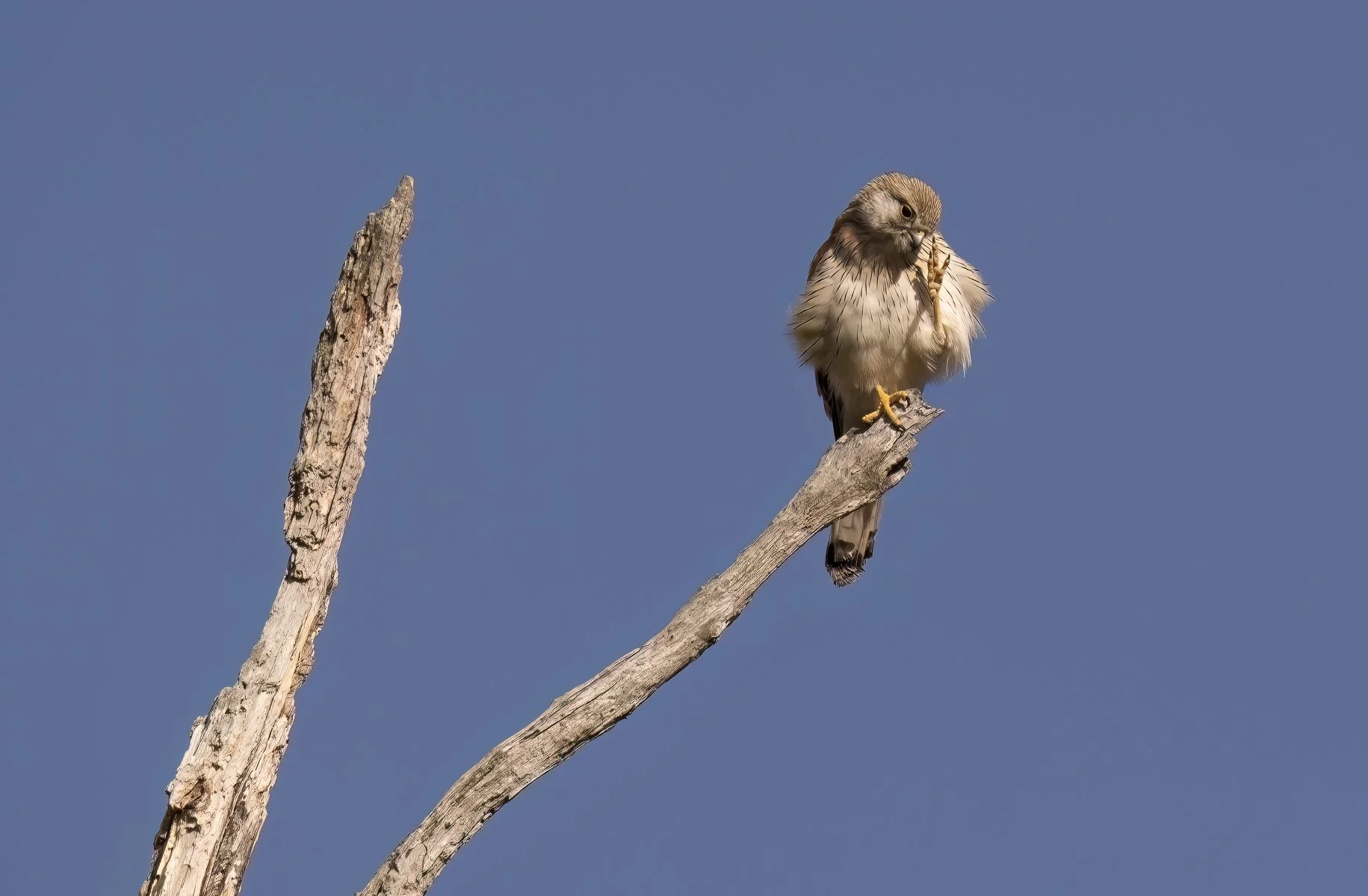 Nankeen Kestrel