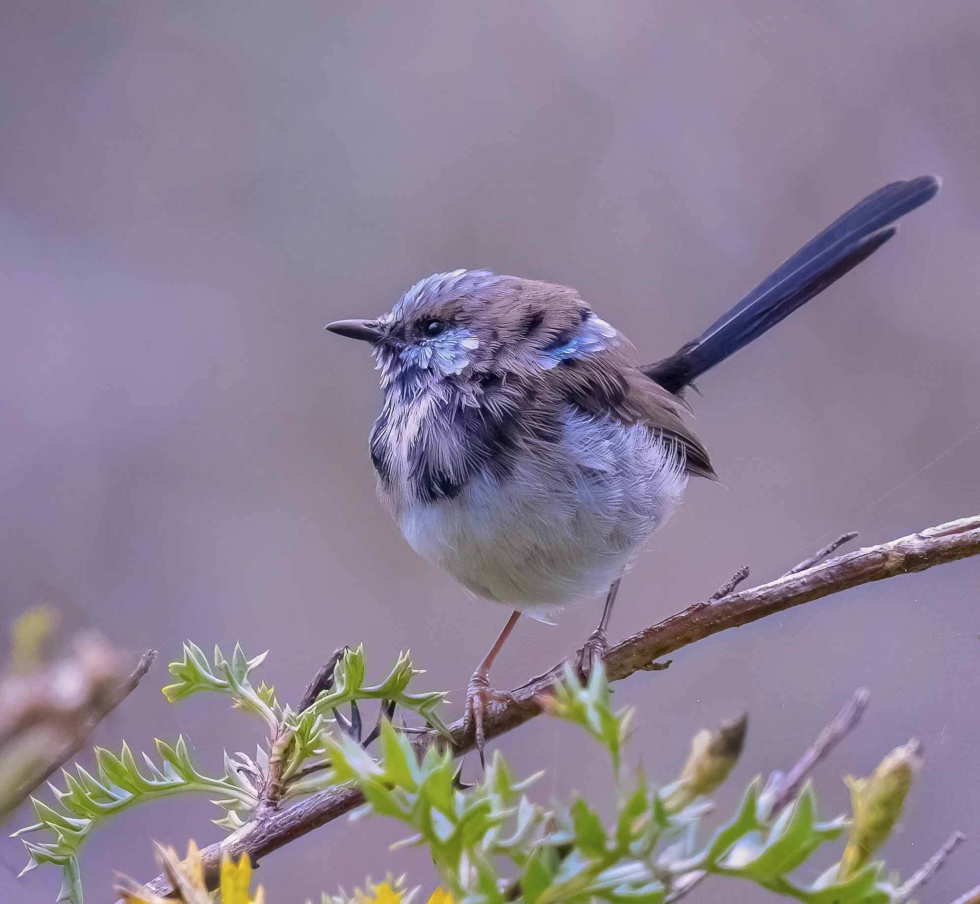Fairy Wren