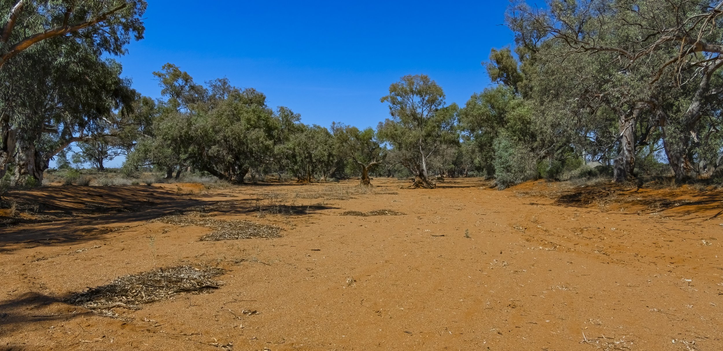 Dry Creekbed, Broken Hill, NSW, Australia