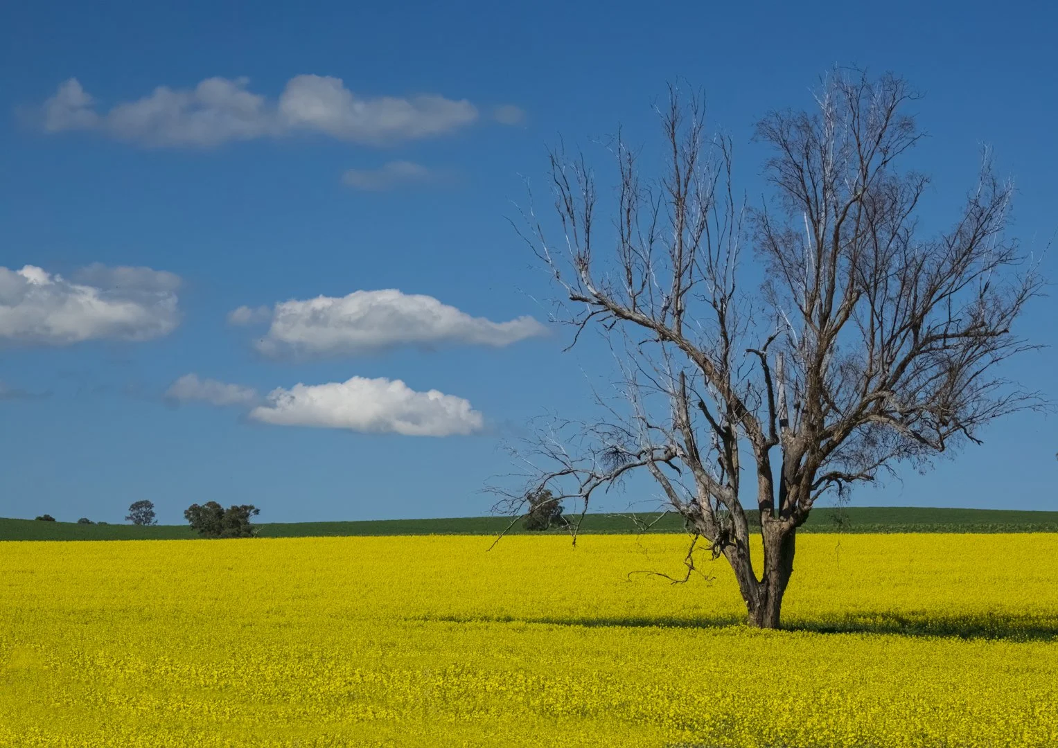 Canola Field