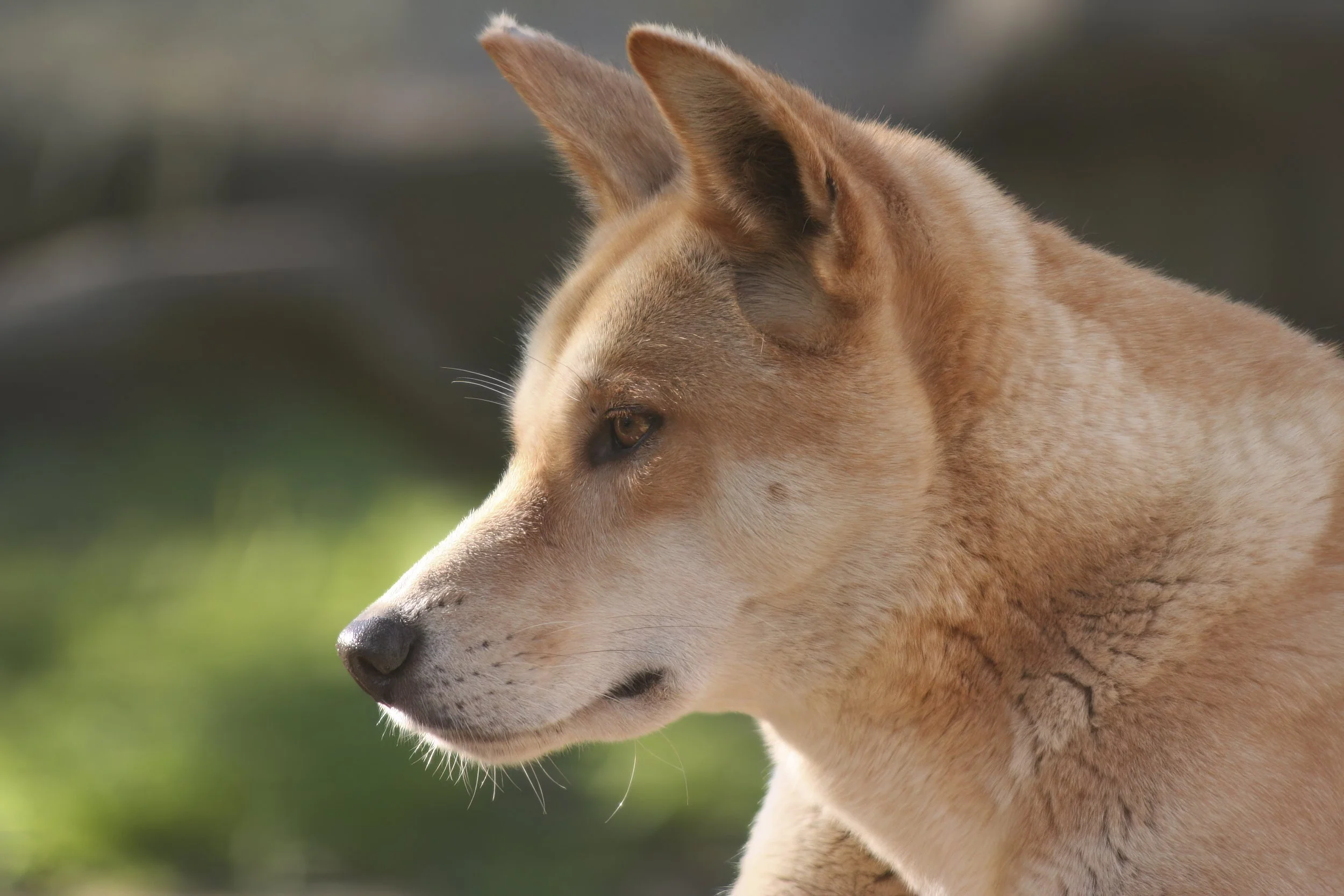 Australian Dingo