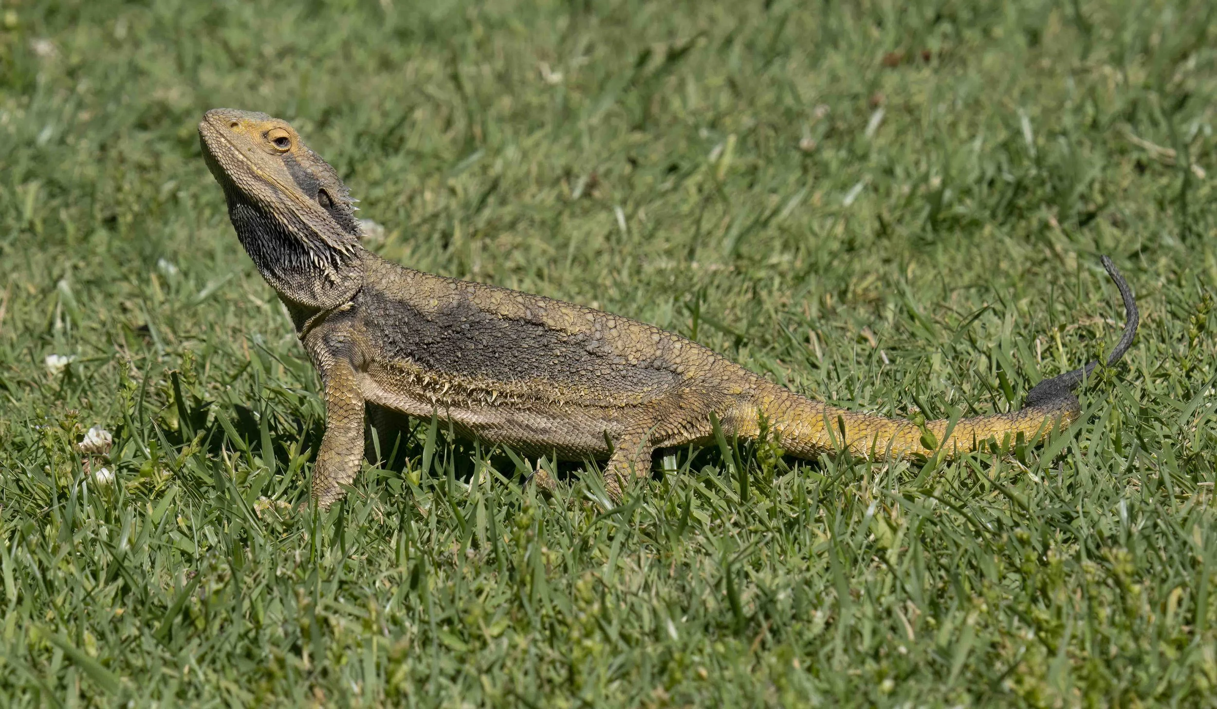 Bearded Dragon