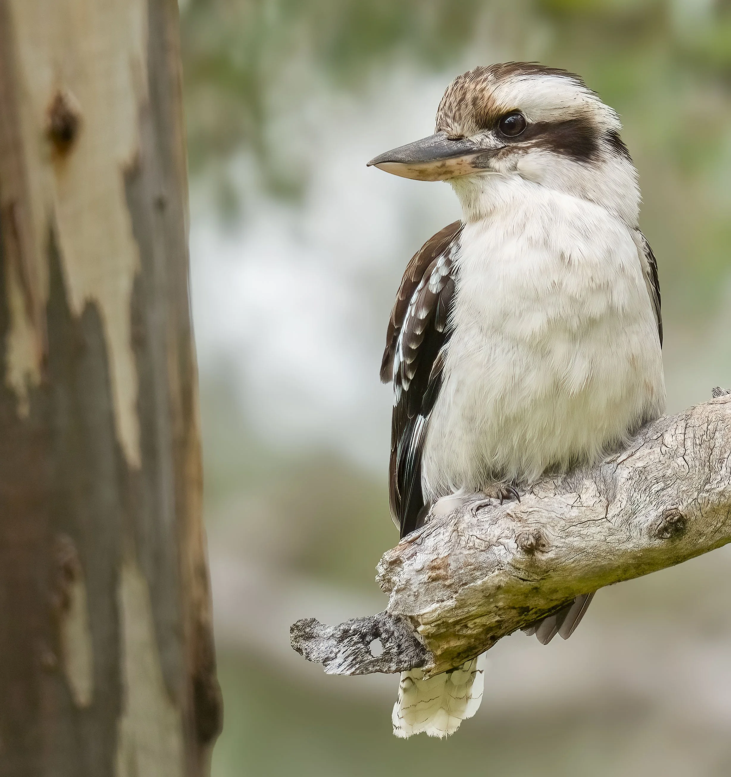 Laughing Cookaburra