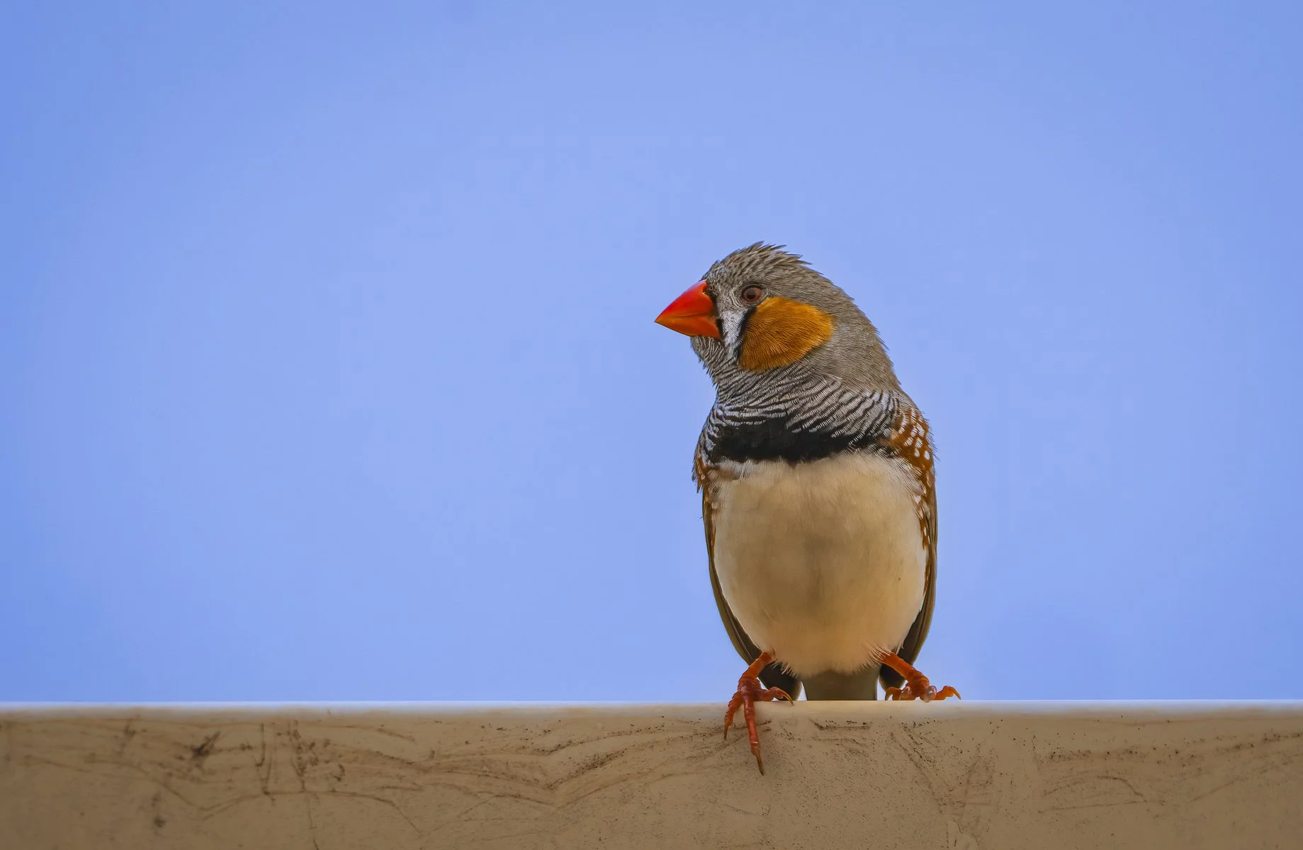 Zebra Finch