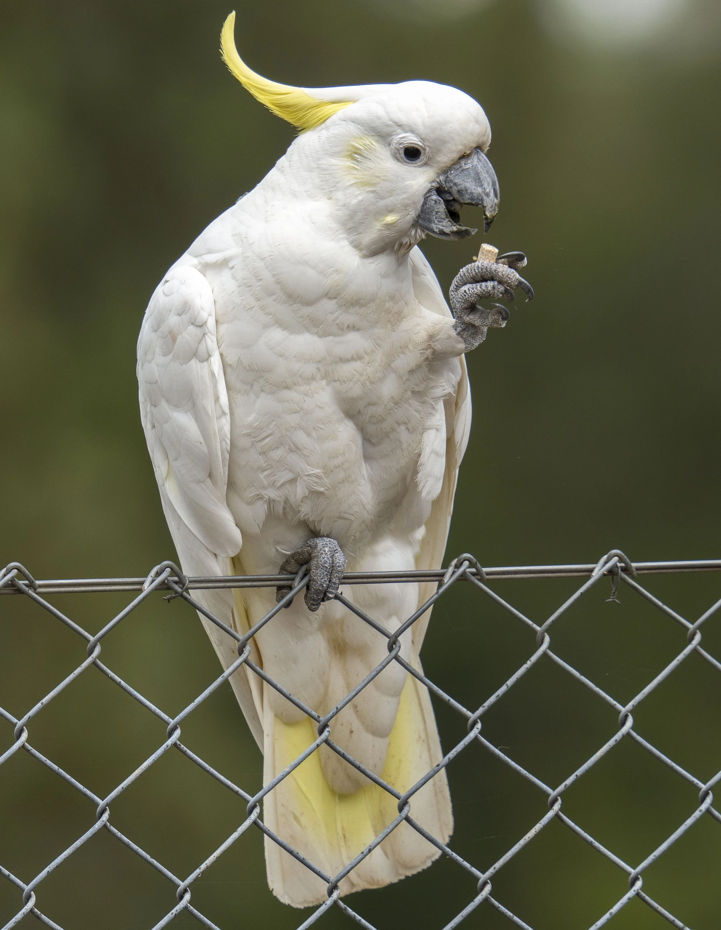 Sulphur Crested Cockatoo
