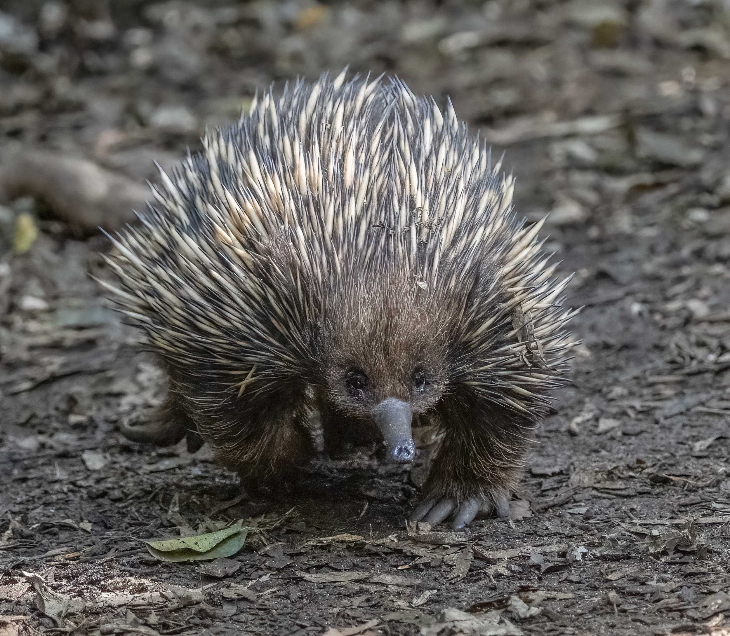 Echidna