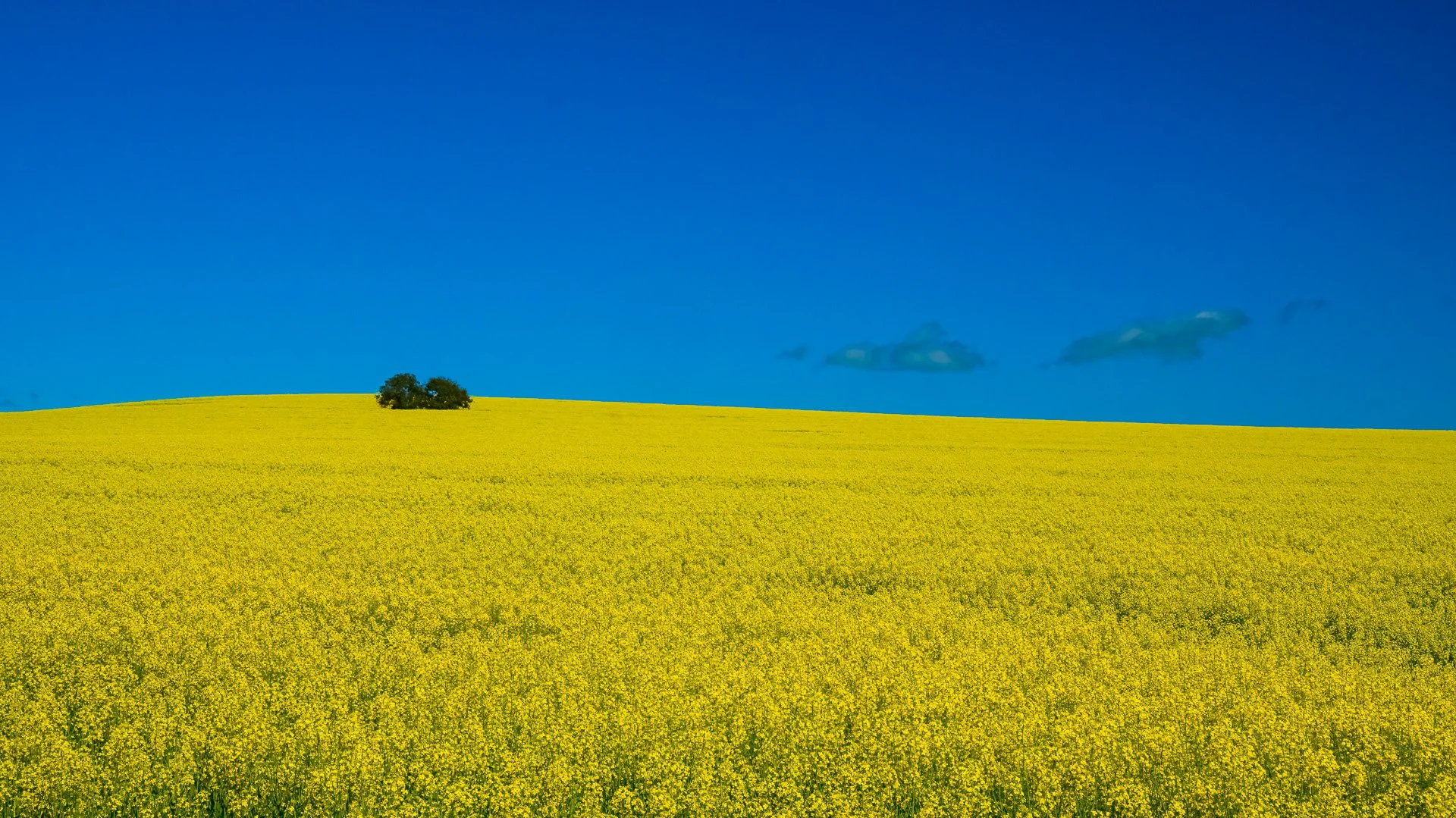 Canola Field