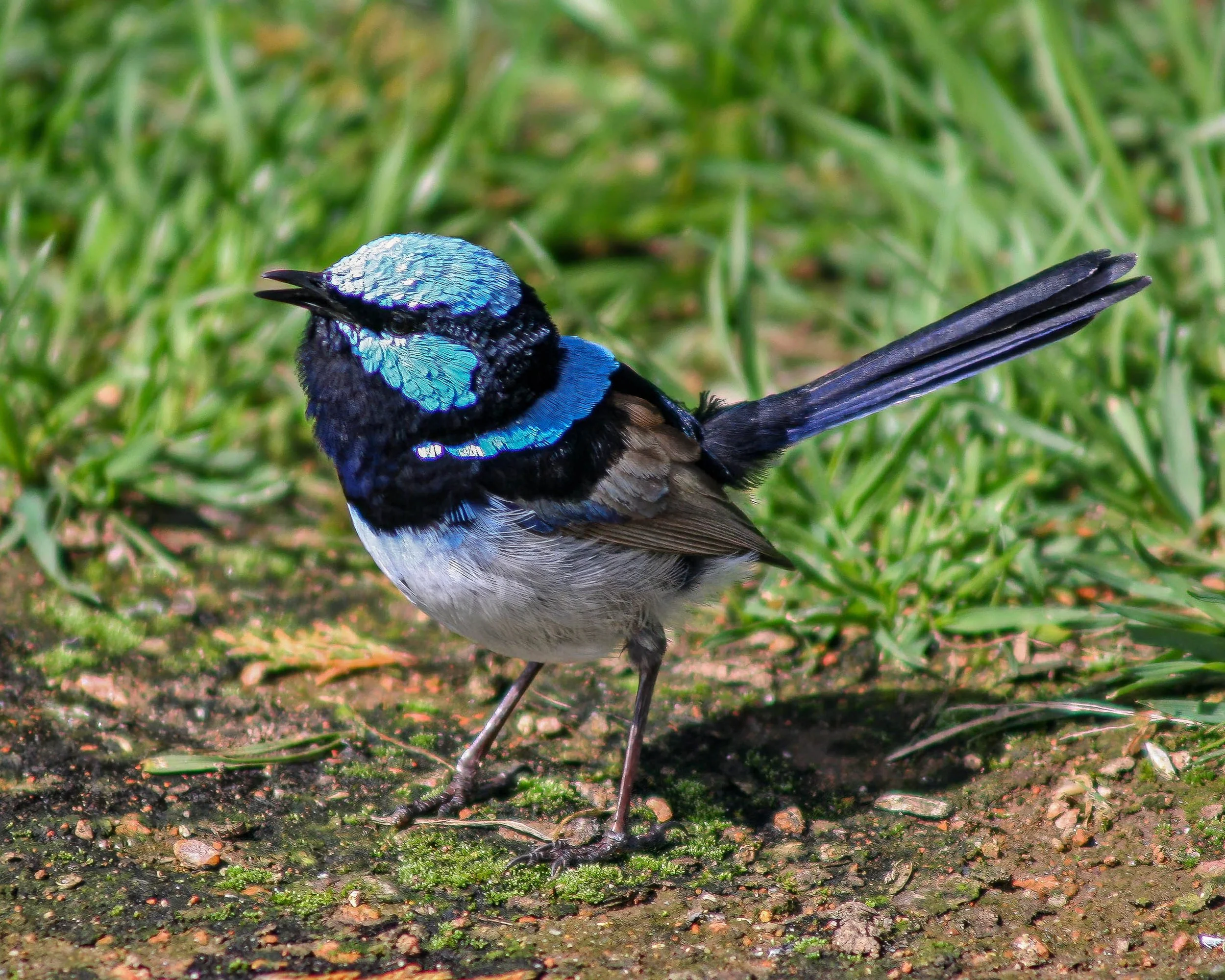 Male Superb Fairywren