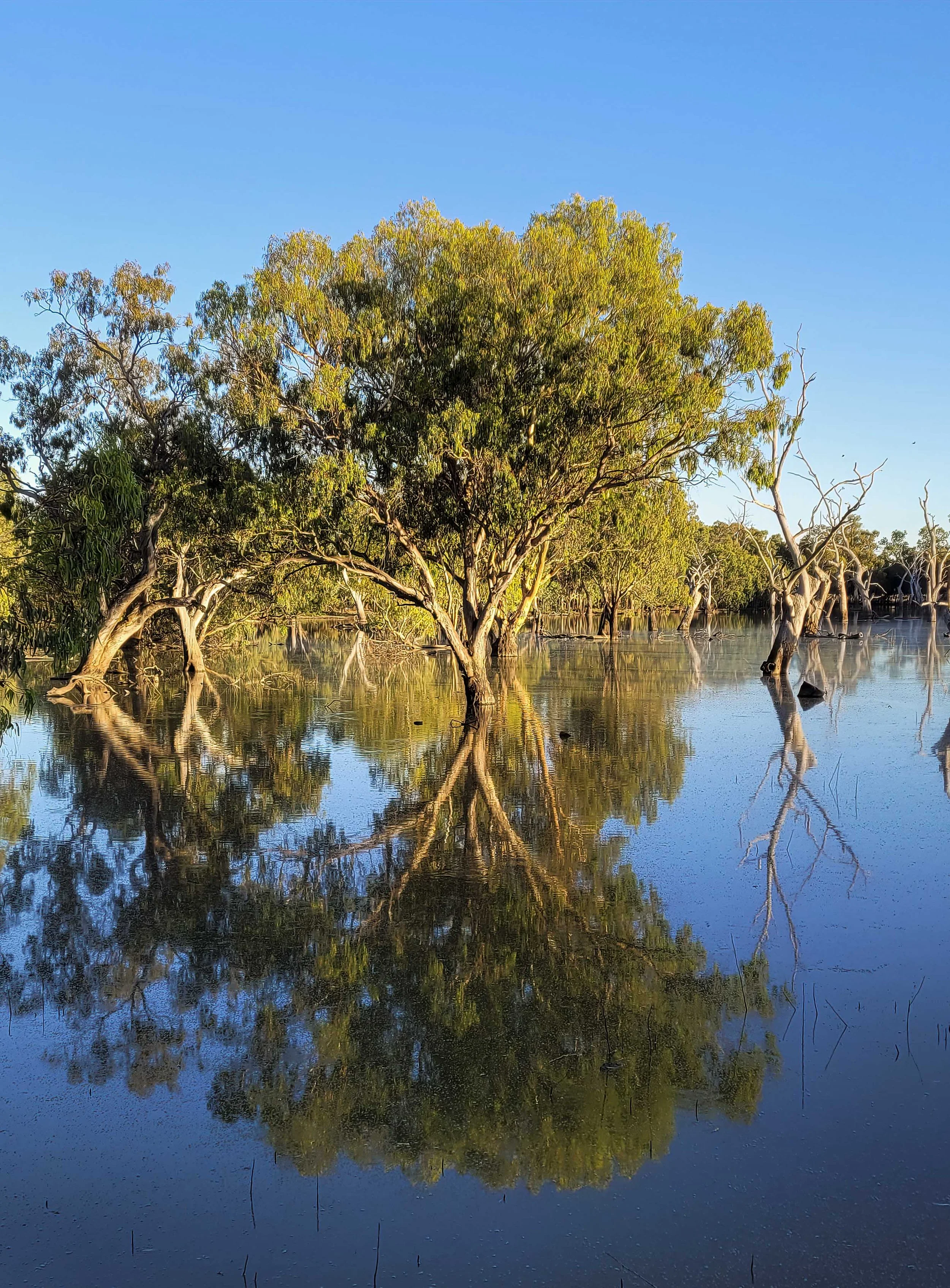 Gum Swamp NSW