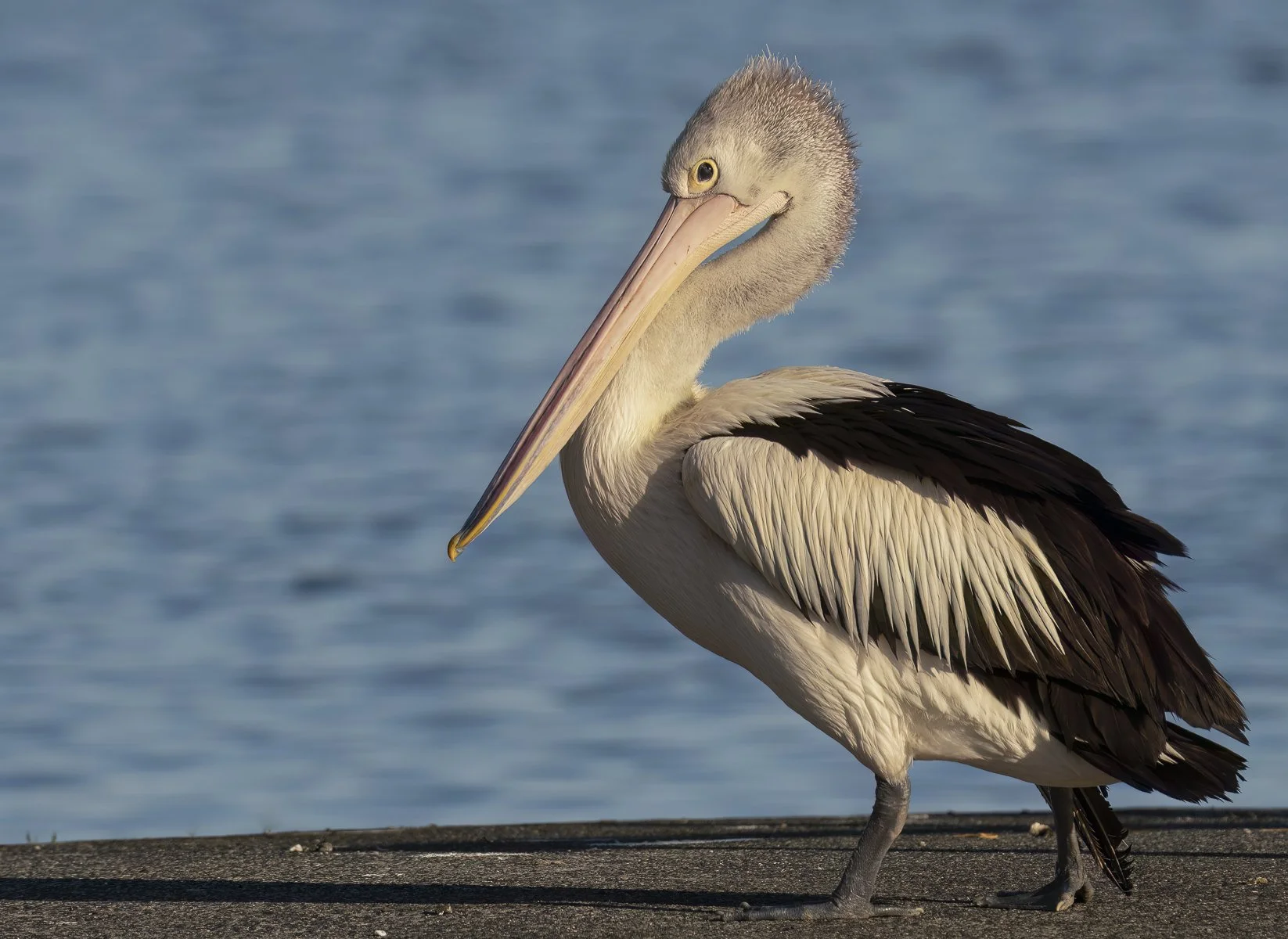 Pelican