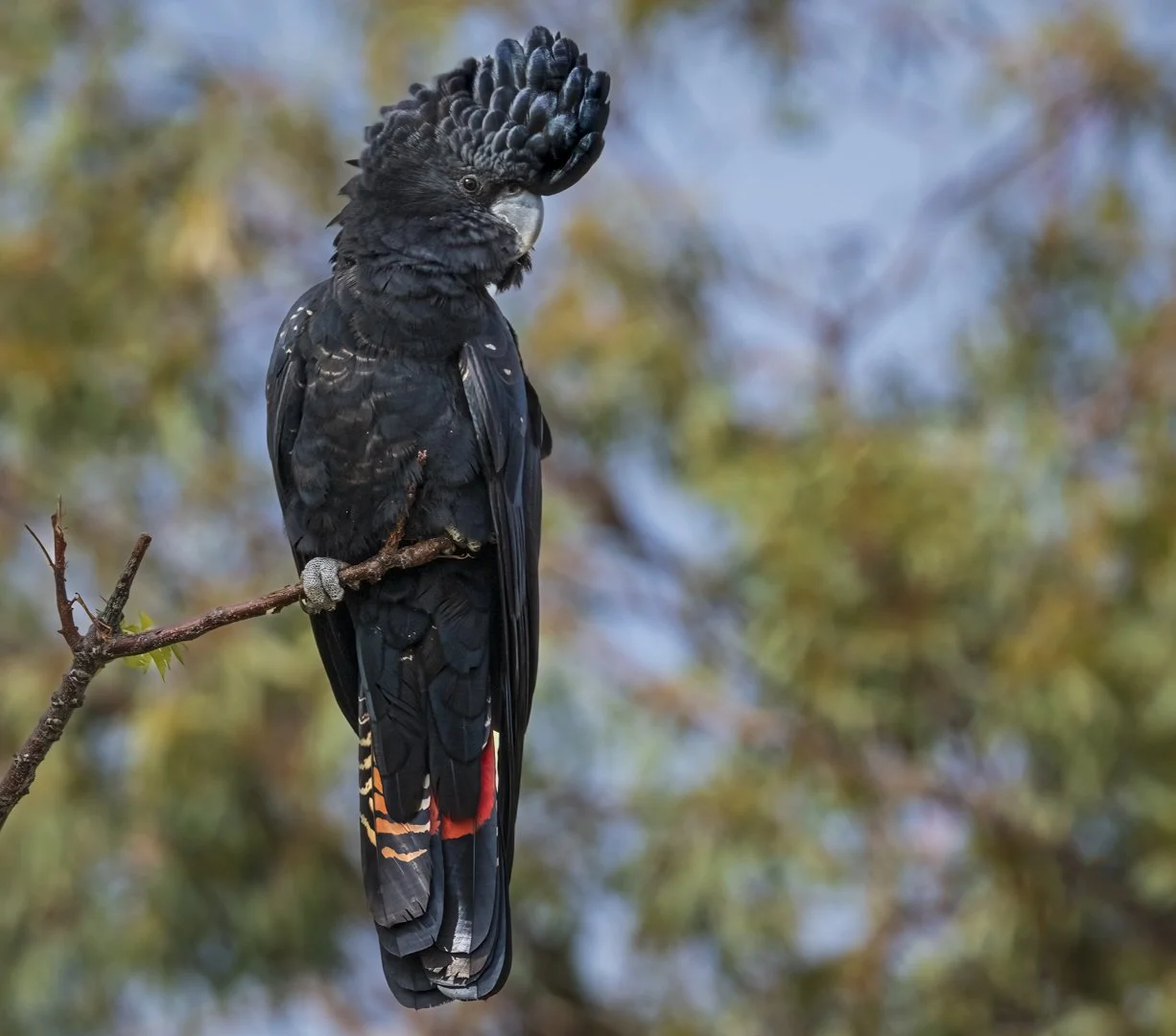 Red tailed Black Cockatoo