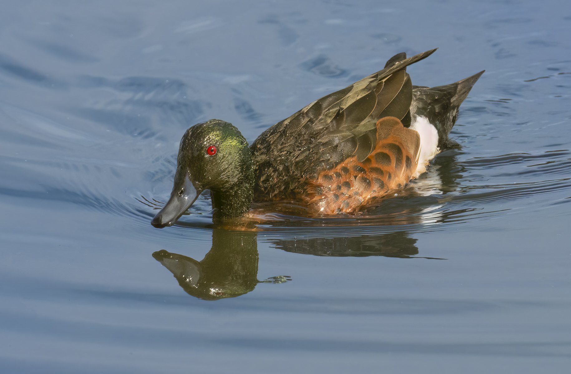 Chestnut Teal