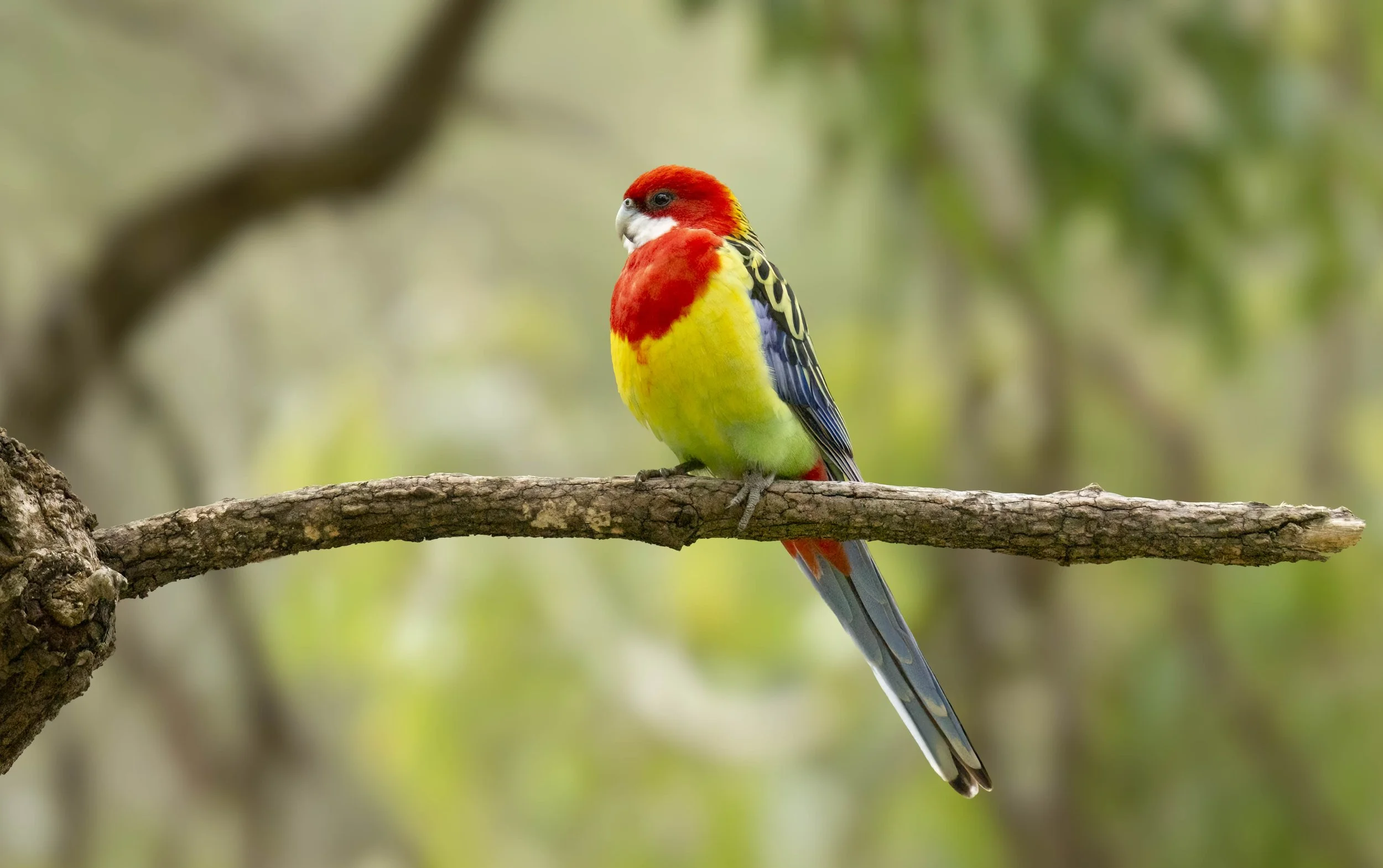 Eastern Rosella