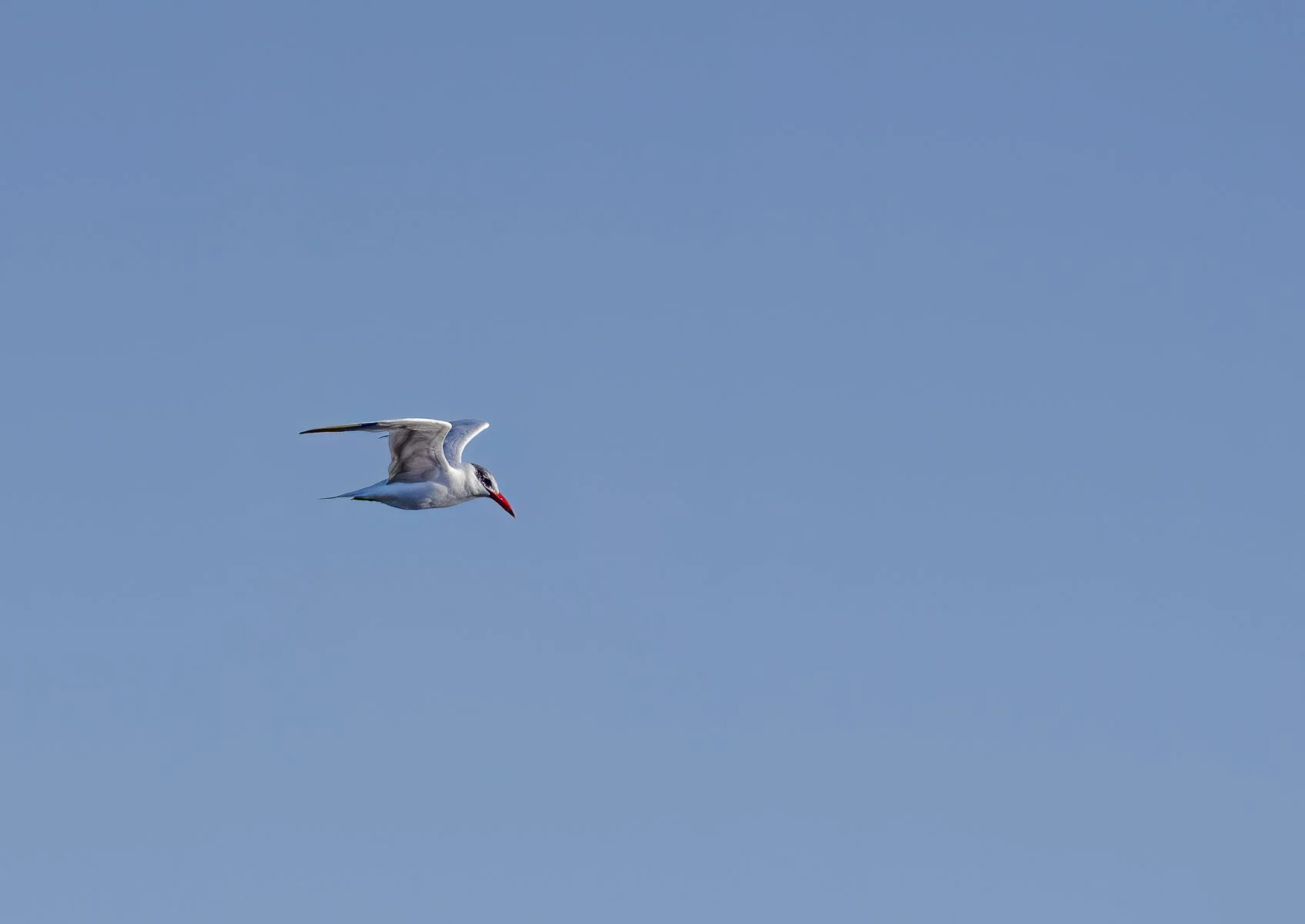 Caspian Tern