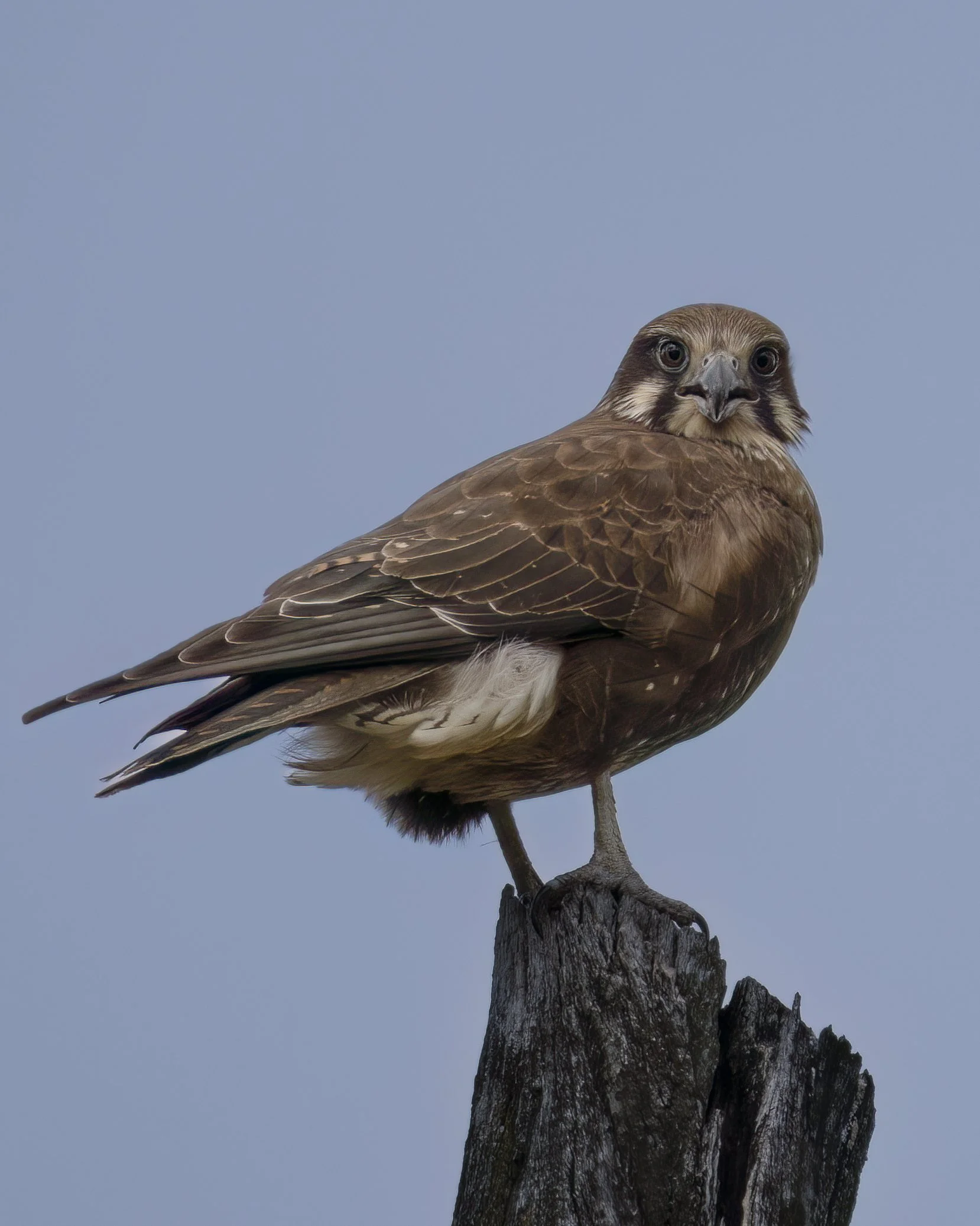 Brown Falcon