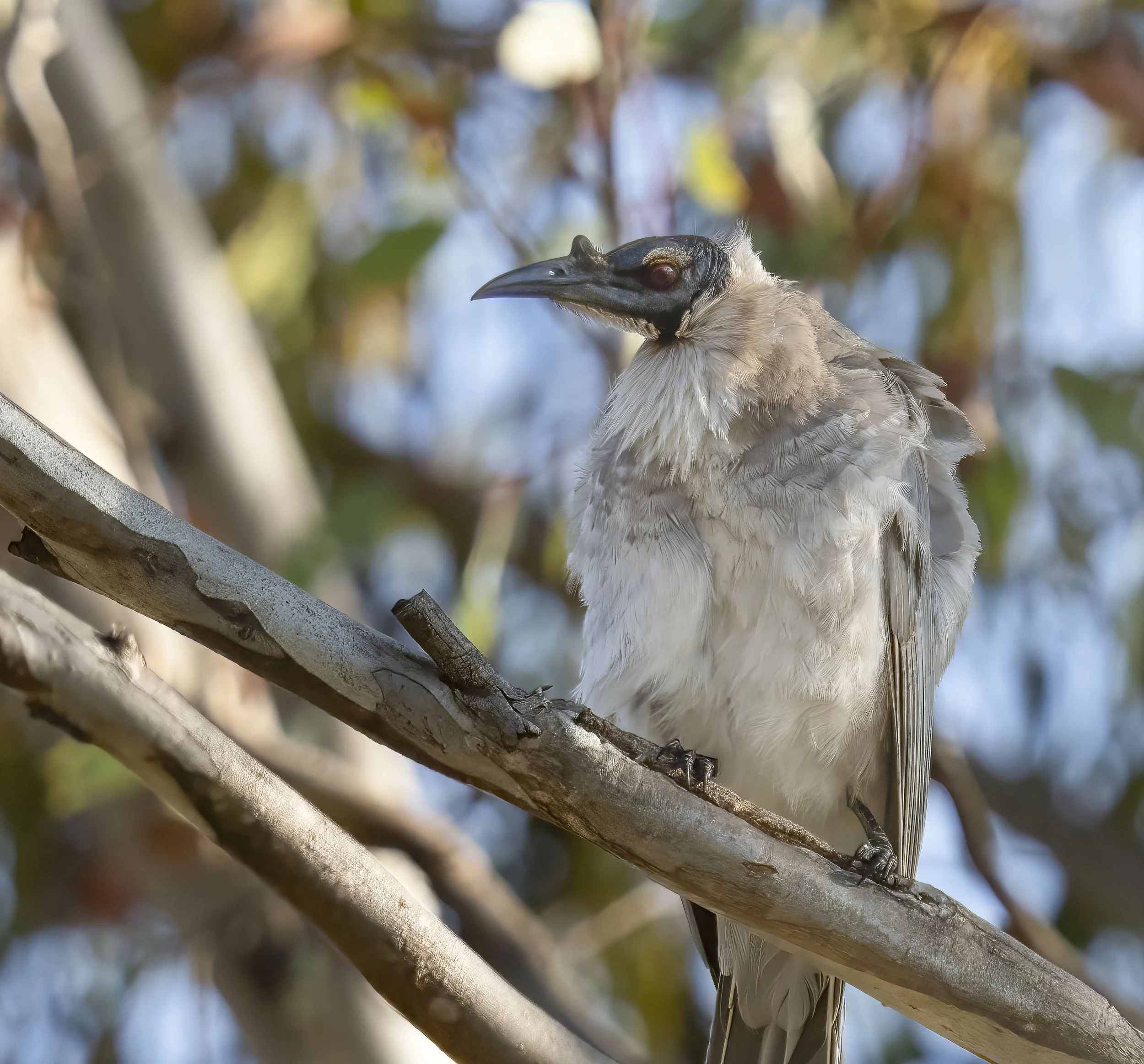 Noisy Friarbird