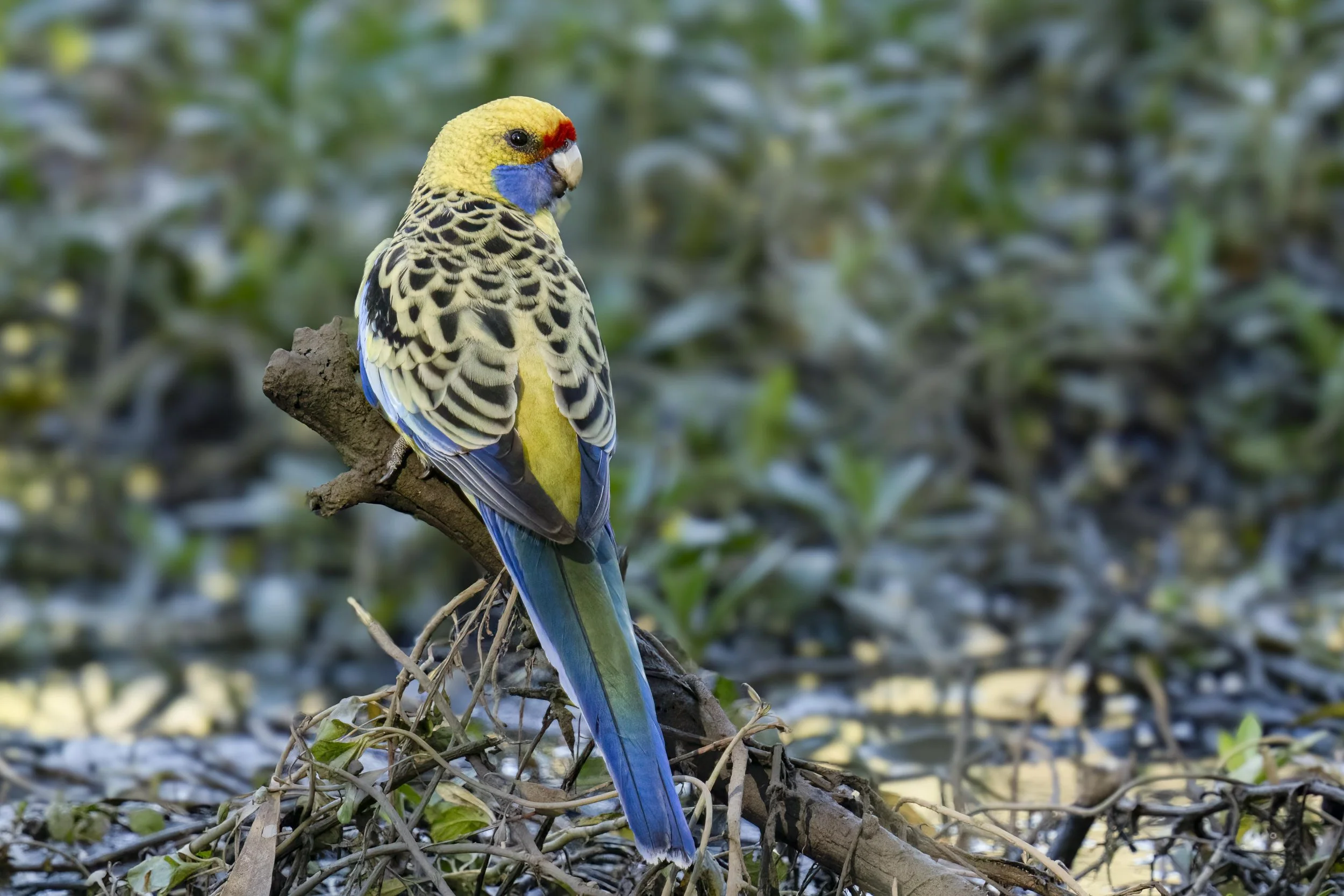 Crimson Yellow Rosella

