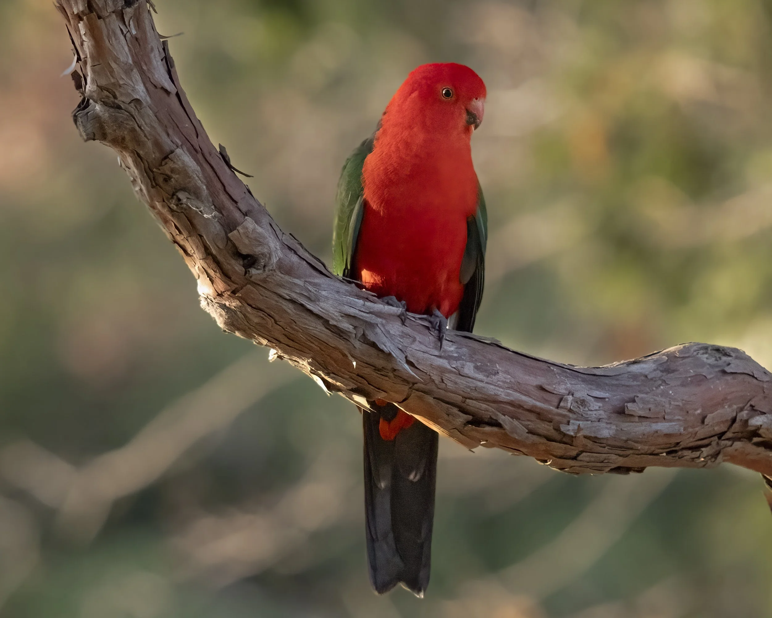 Australian King Parrot