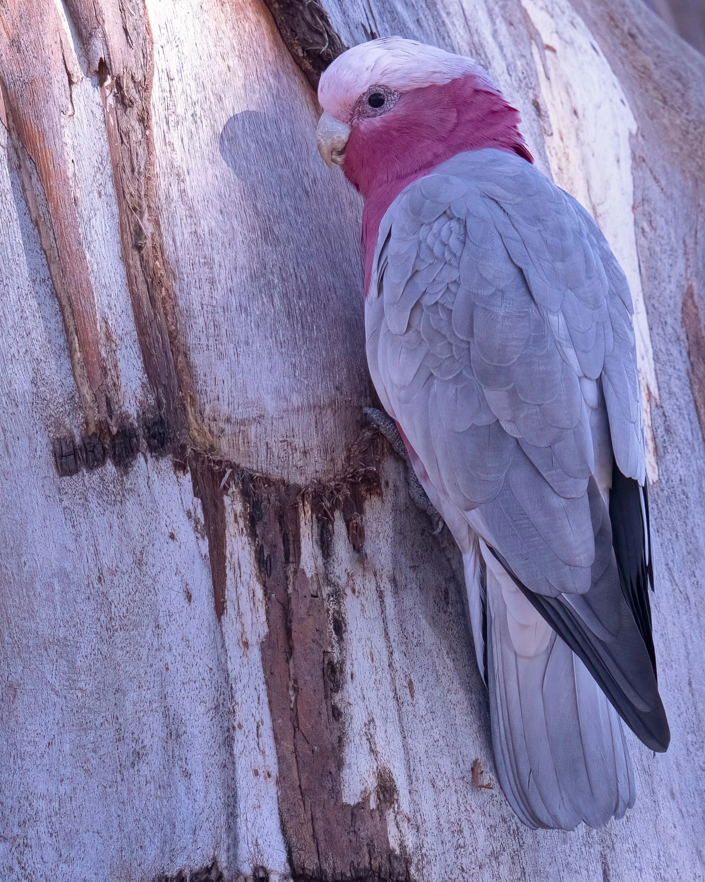 Galah
