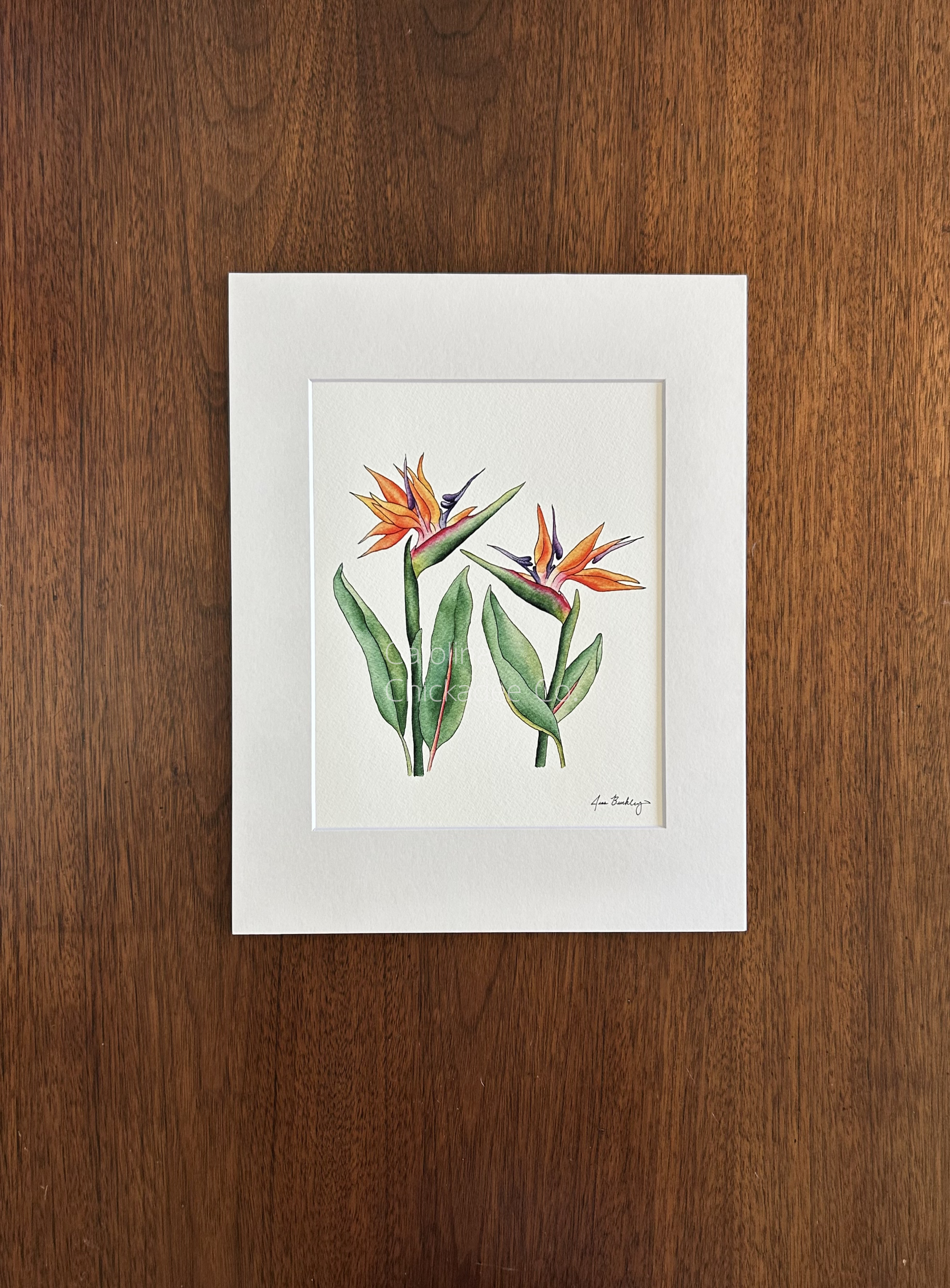 Bird of Paradise watermark.png