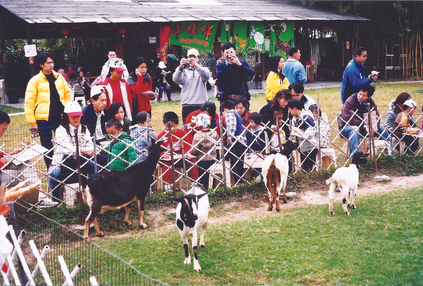 12-羊年.jpg