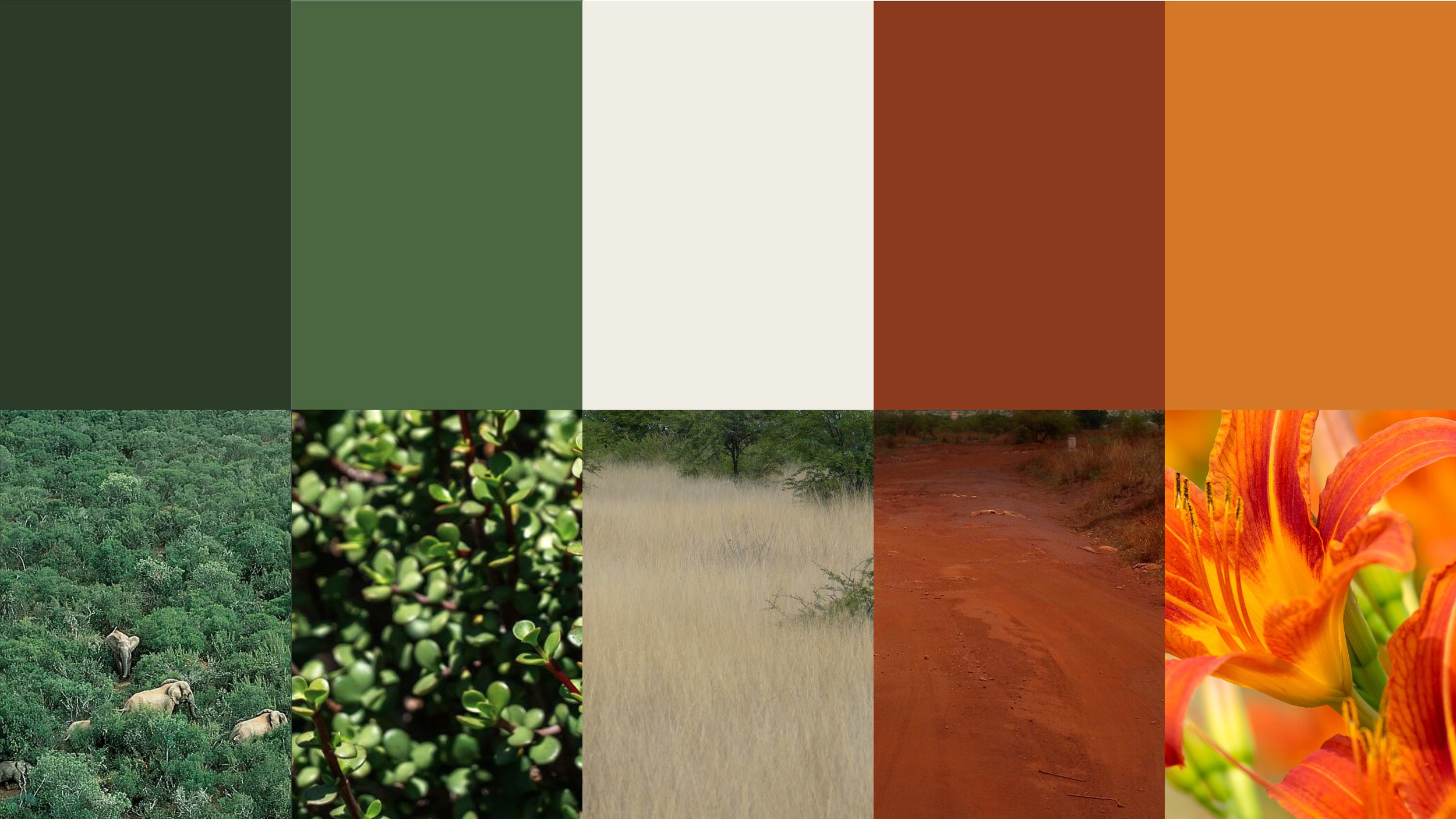 A collage of four images showing different natural landscapes and plants: a dense green forest with elephants, a close-up of greenery, a dry grassland with trees, and a close-up of bright orange lilies.