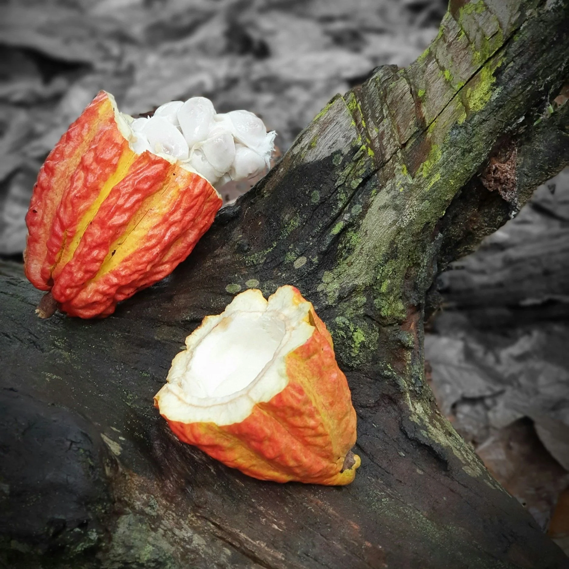 Open cacao pod with white seeds on a mossy log