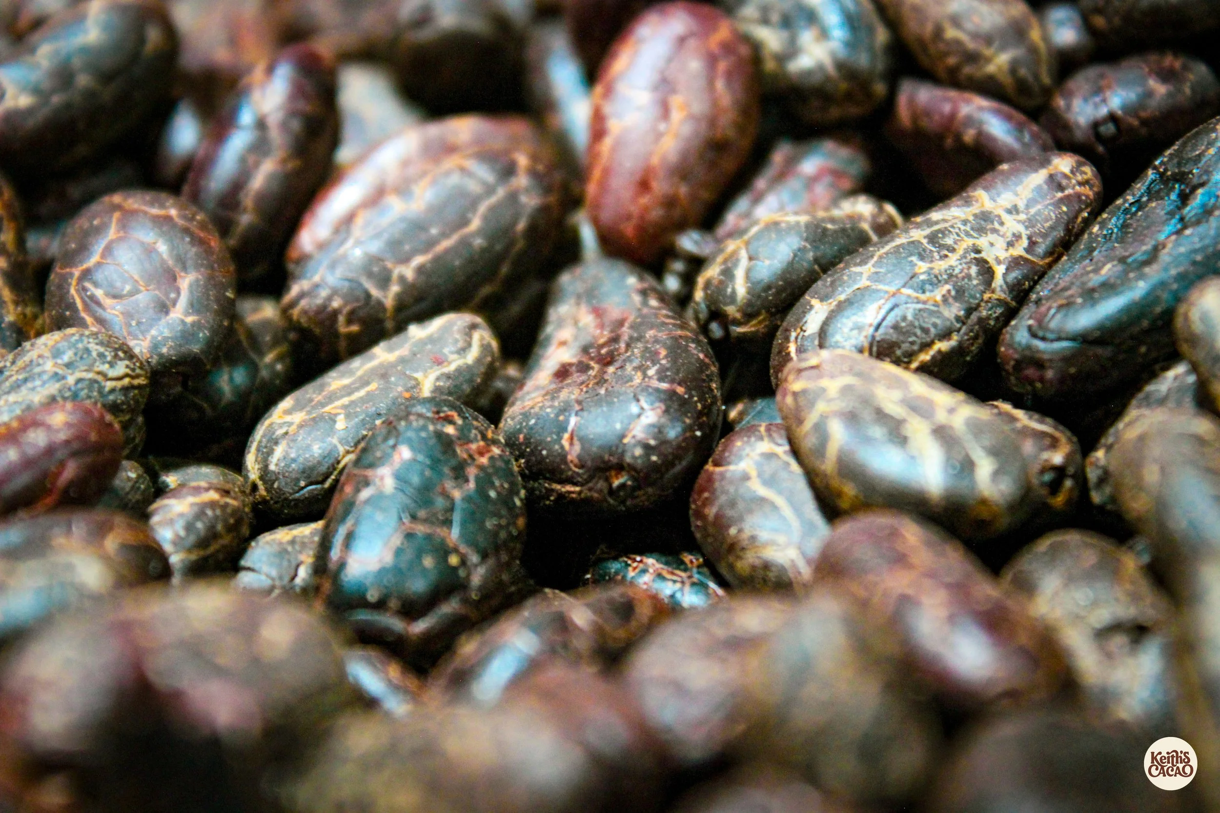 Close-up of roasted ceremonial cacao beans with visible cracks.