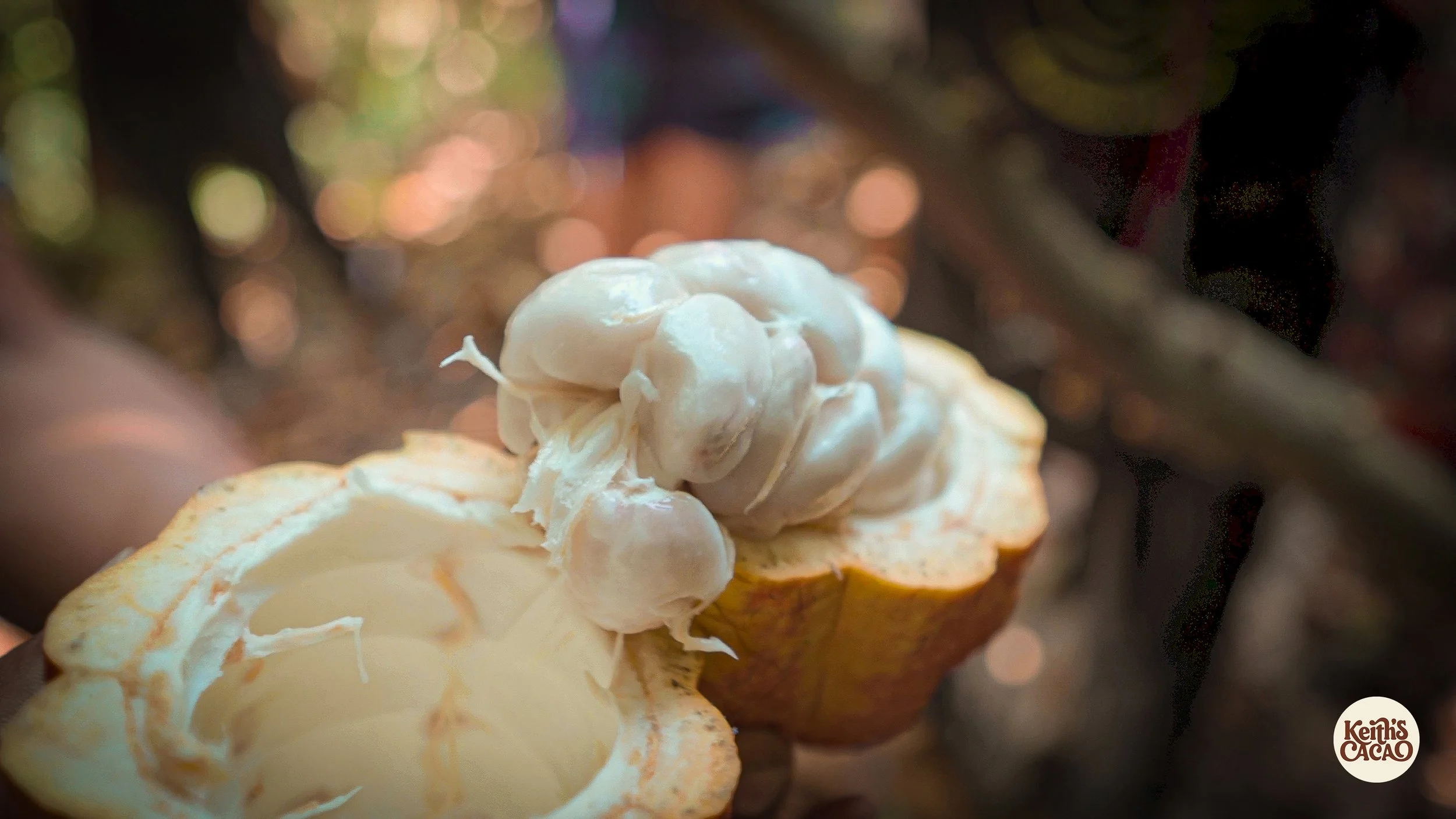 Close-up of a ceremonial cacao fruit with white pith and pulp, with a soft-focus, colorful background.