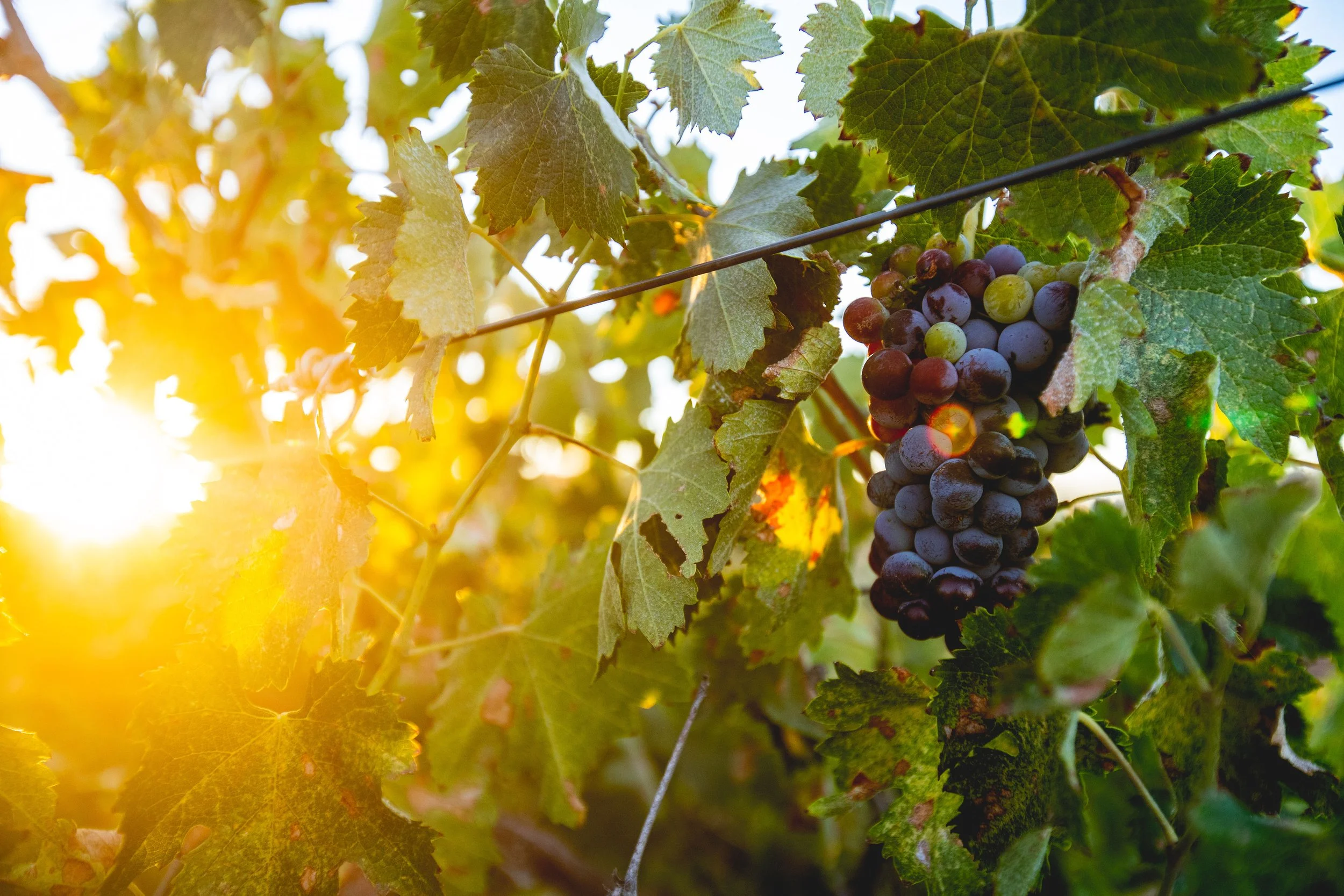 Grapevines with grape clusters hanging from the vine, illuminated by sunlight.
