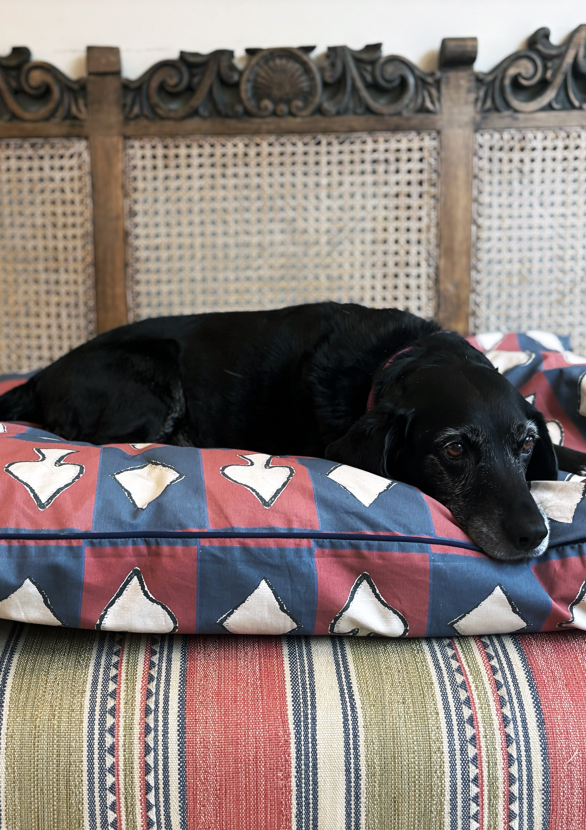 CARDS DOG BED5.jpg