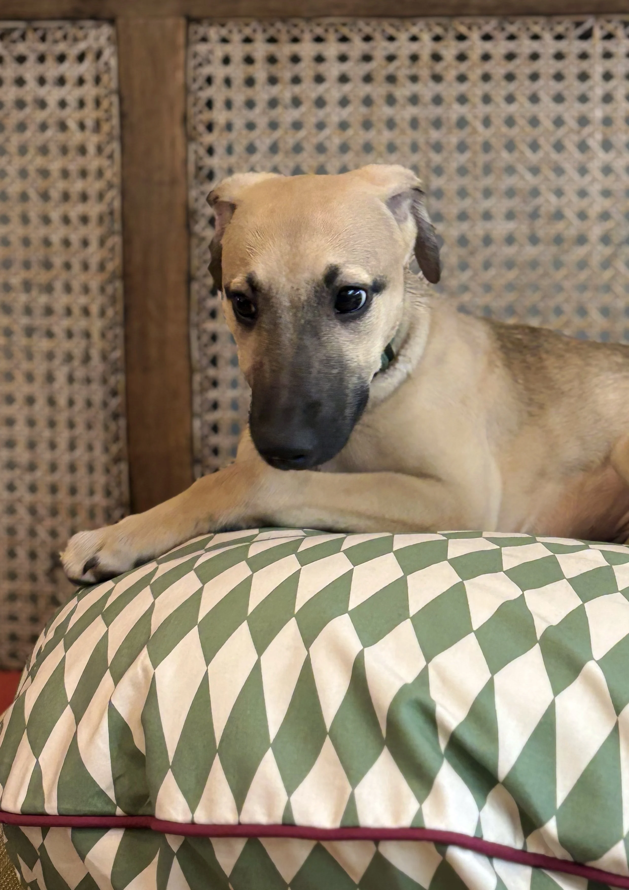 olive with skittle.jpg