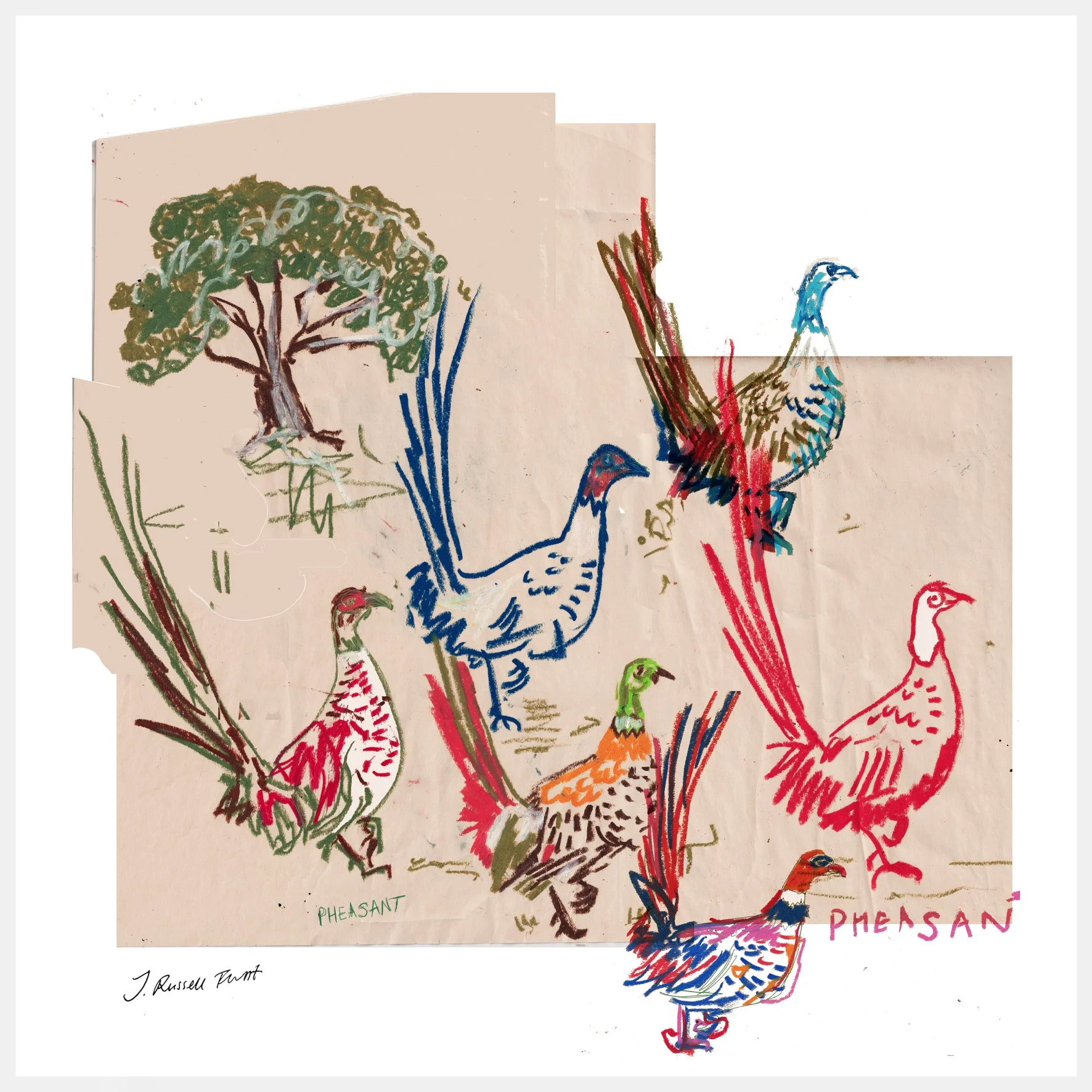 pheasant for web.jpg