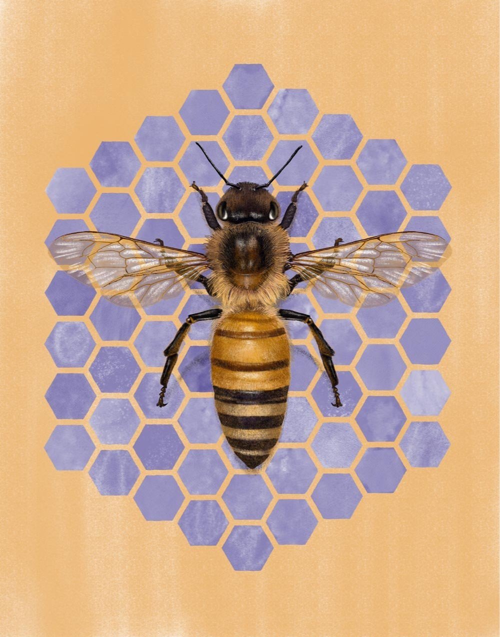 Honeybee Print