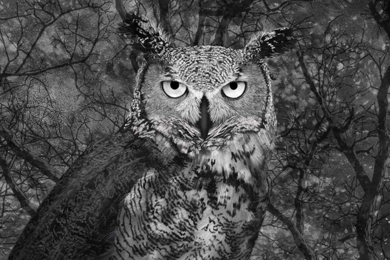 Amanda_Spaid_Great_Horned_Owl.jpg