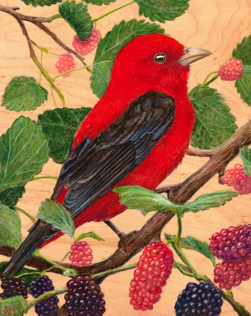 Scarlet Tanager Print