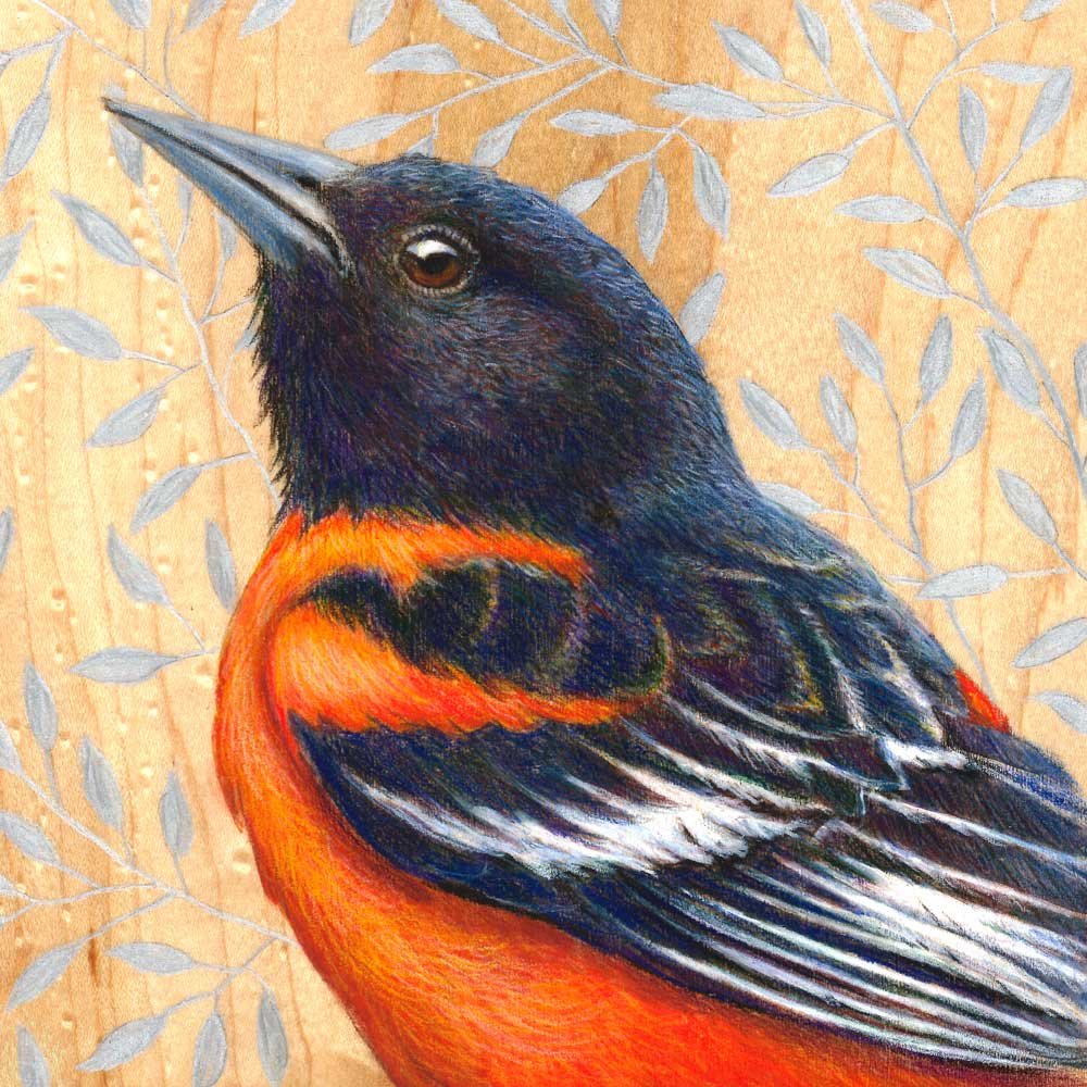 Baltimore Oriole Print