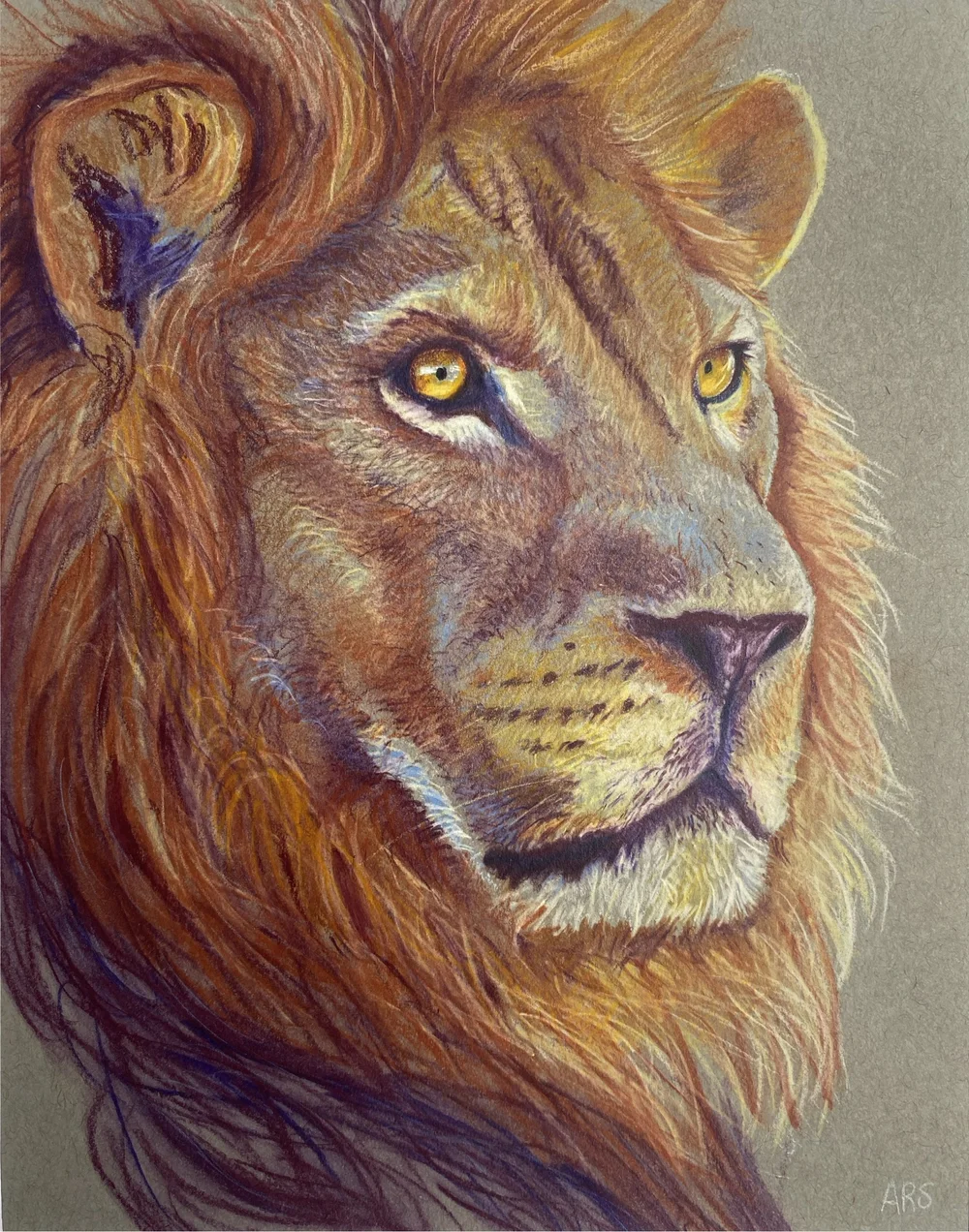“Lion” colored pencil sketch — Amanda Spaid Art and Illustraton, image size:1000x1272