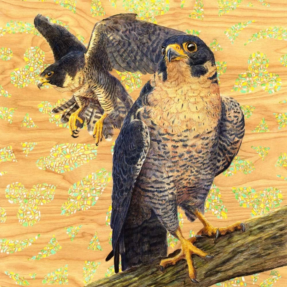 Immaculate Peregrines Print