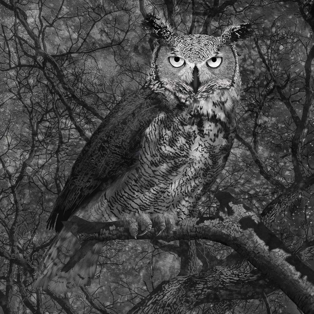 Great Horned Owl