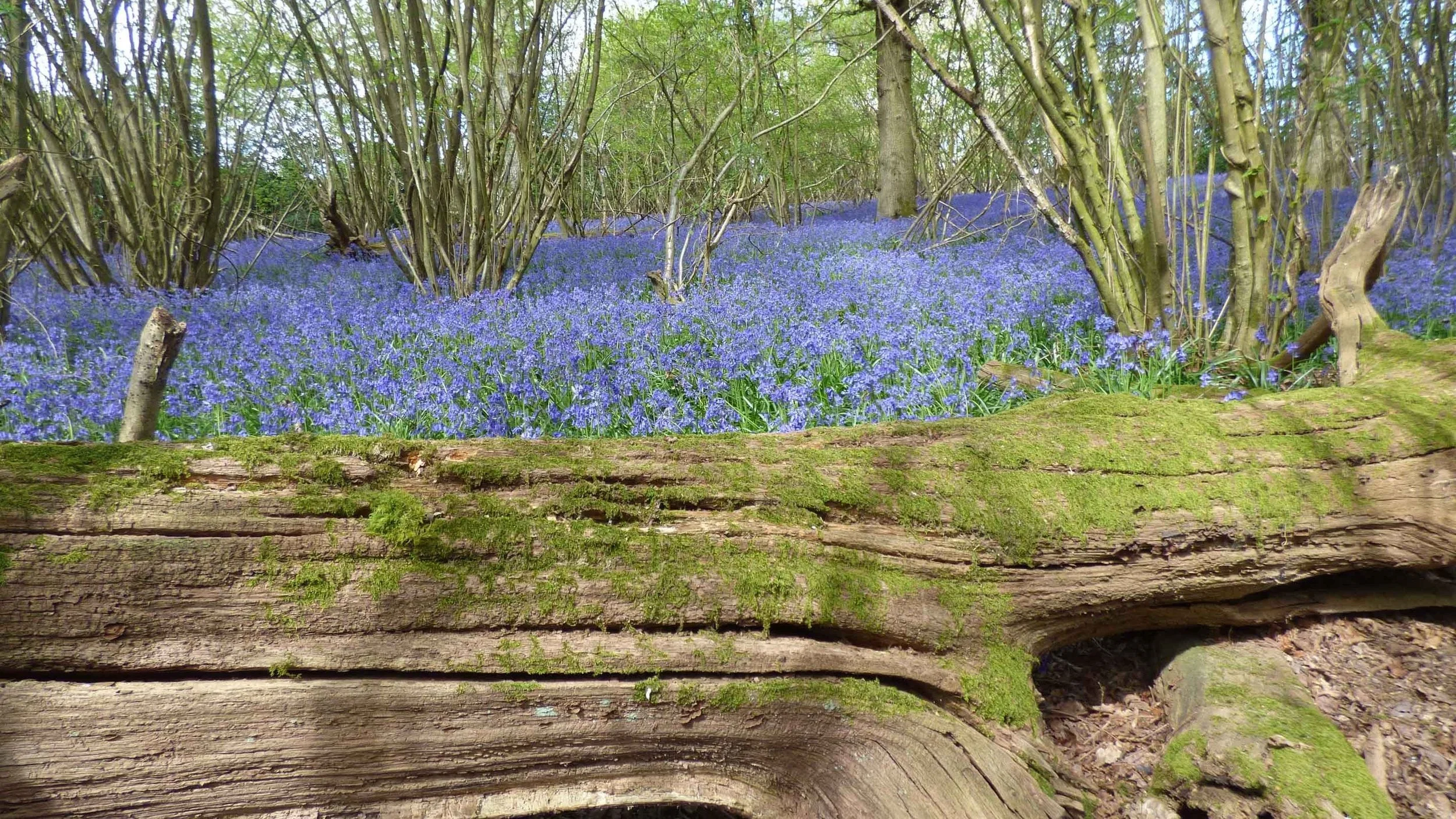 bluebell-wood-leith-hill-surrey-1196529.jpg