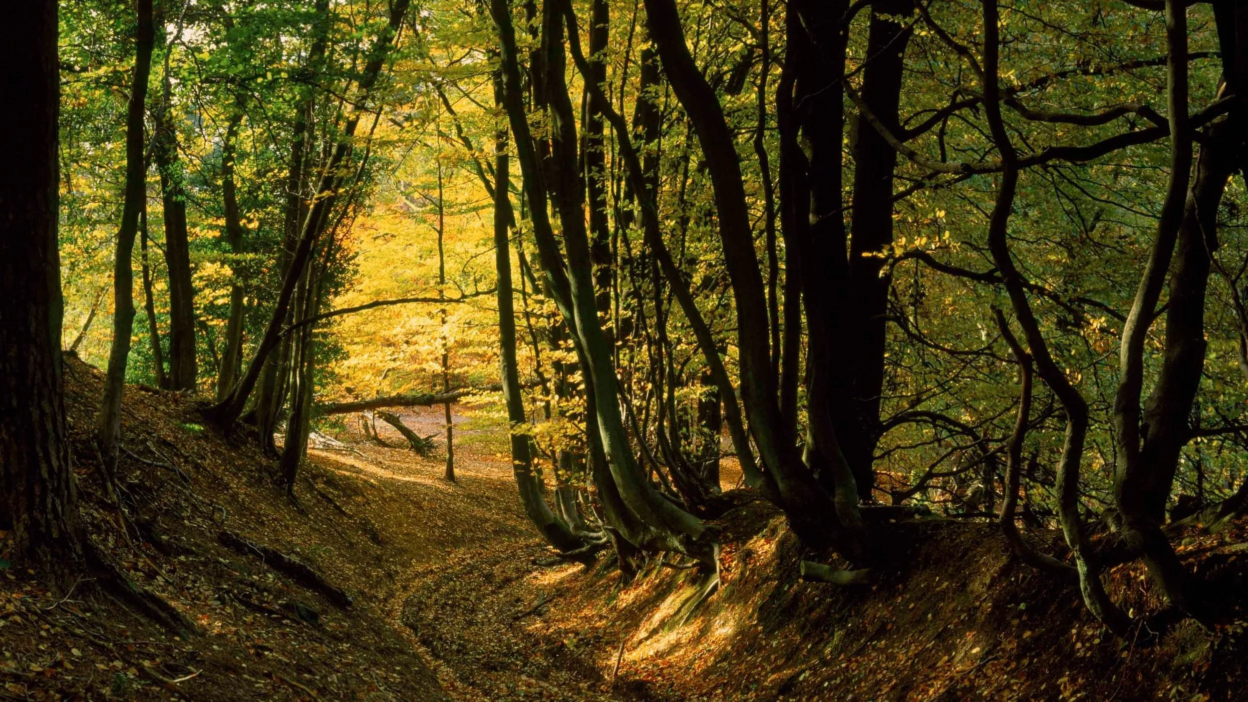 autumn-woodland-leith-hill-surrey-72480.jpg