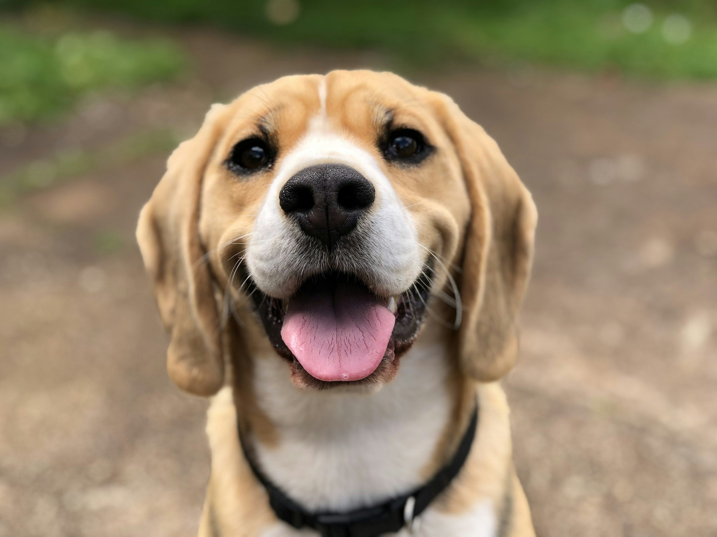 Dog Friendly, self catering, Scotland, Close-up of a happy beagle dog with its mouth open, tongue out, and ears flopped down, outdoors on a dirt path - Escape Cottages Scotland