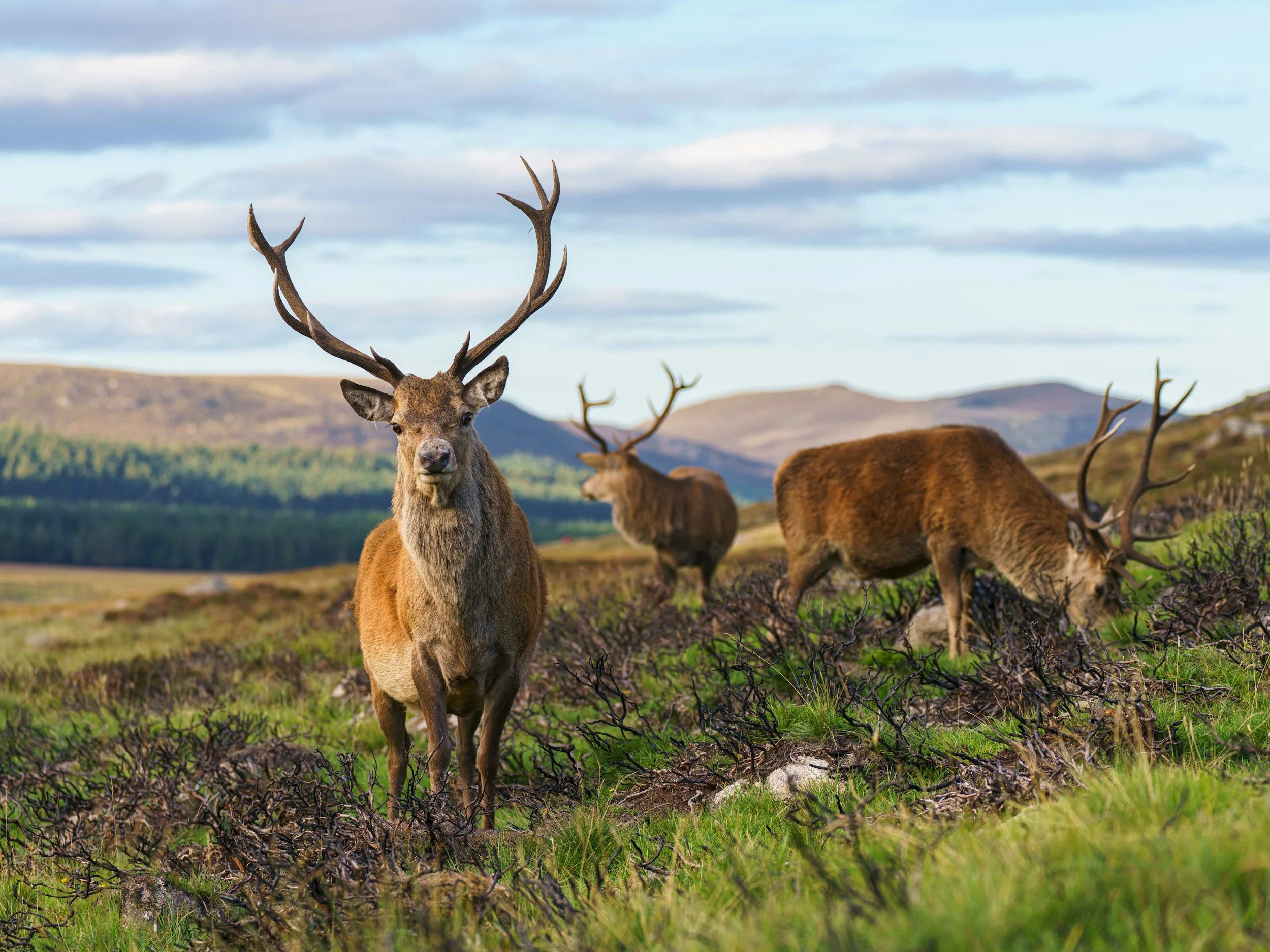 A group of elk in a grassy landscape with hills in the background, one elk with large antlers facing the camera. Holiday homes in the North of Scotland. Escape Cottages Scotland.