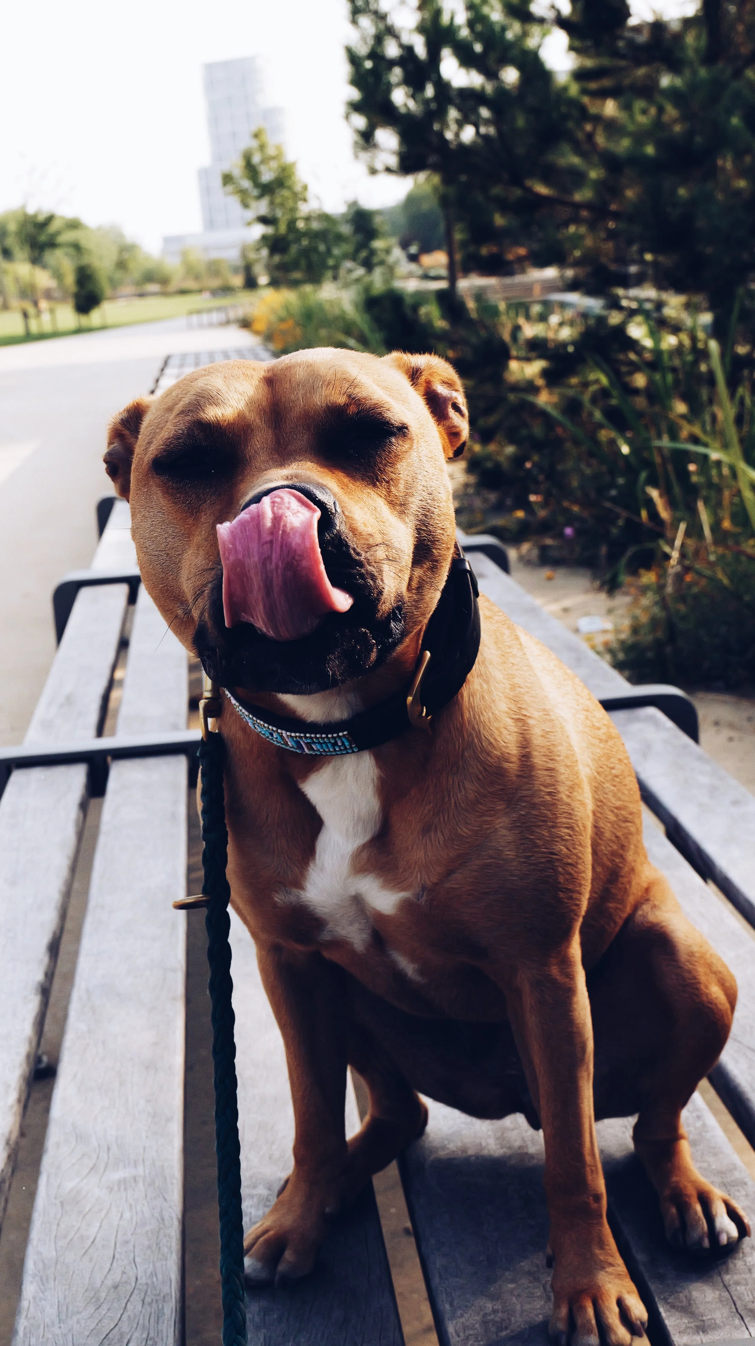Dog funny looking with tongue out on bench in Antwerp