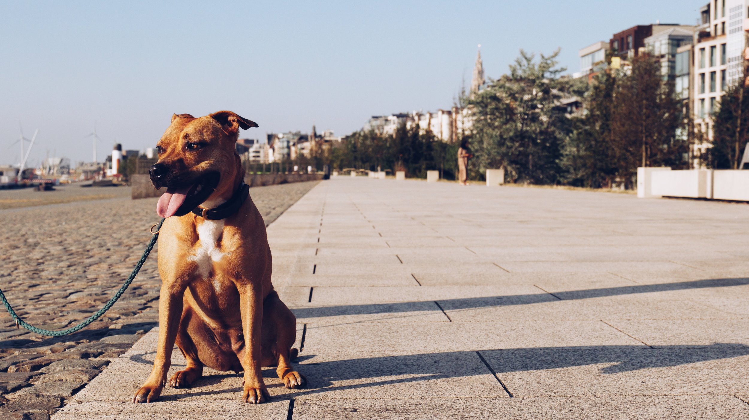 Tired dog looking in the sun on a hot summer day