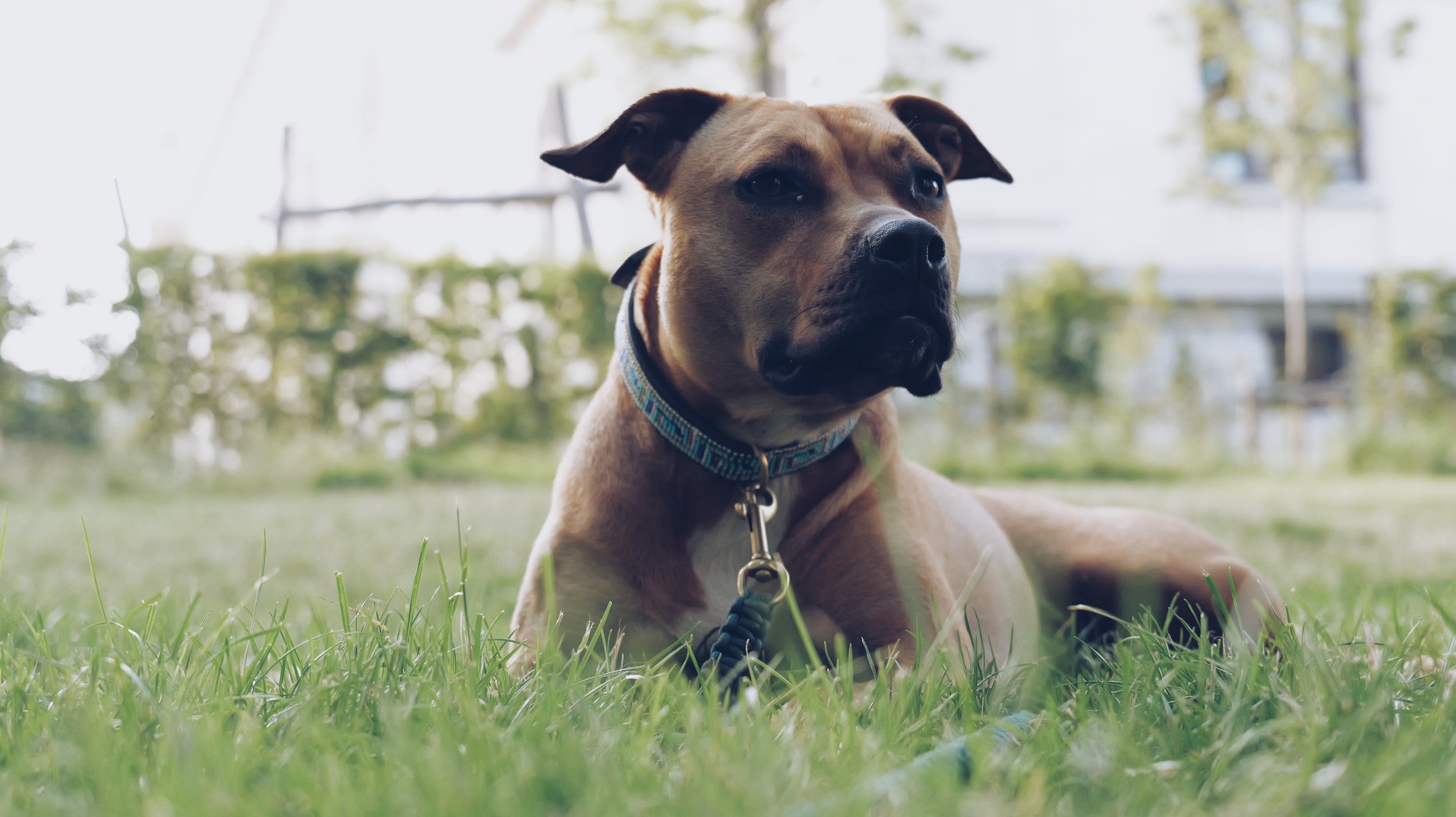 Cute dog looking in distance on grass with coloured bracelet