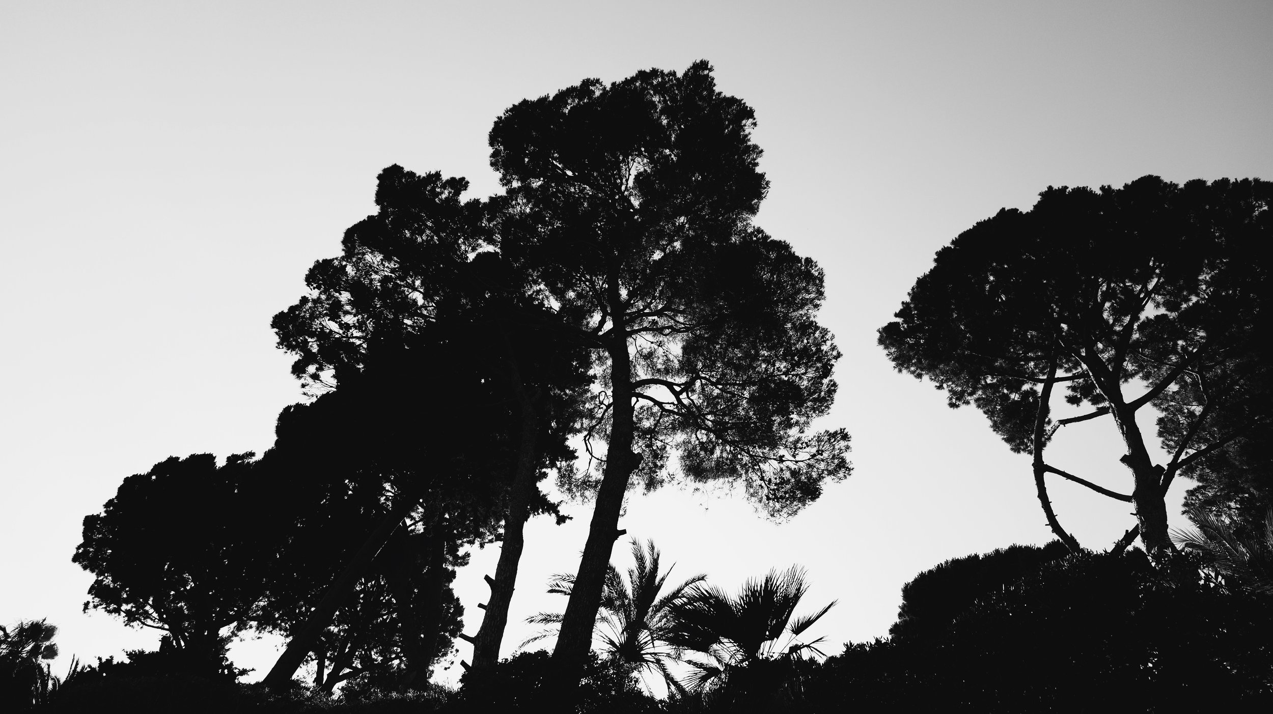 Trees rising high above with lights behind
